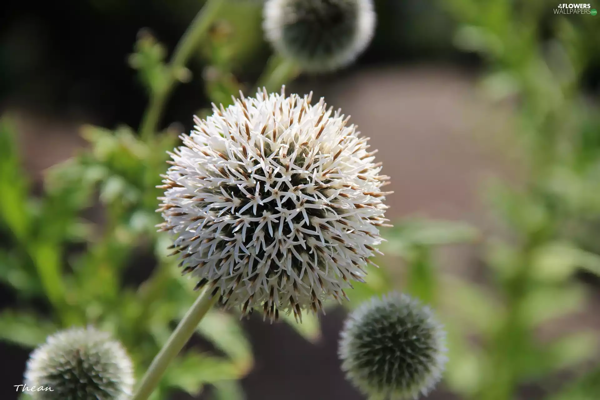 Echinops, White, Colourfull Flowers