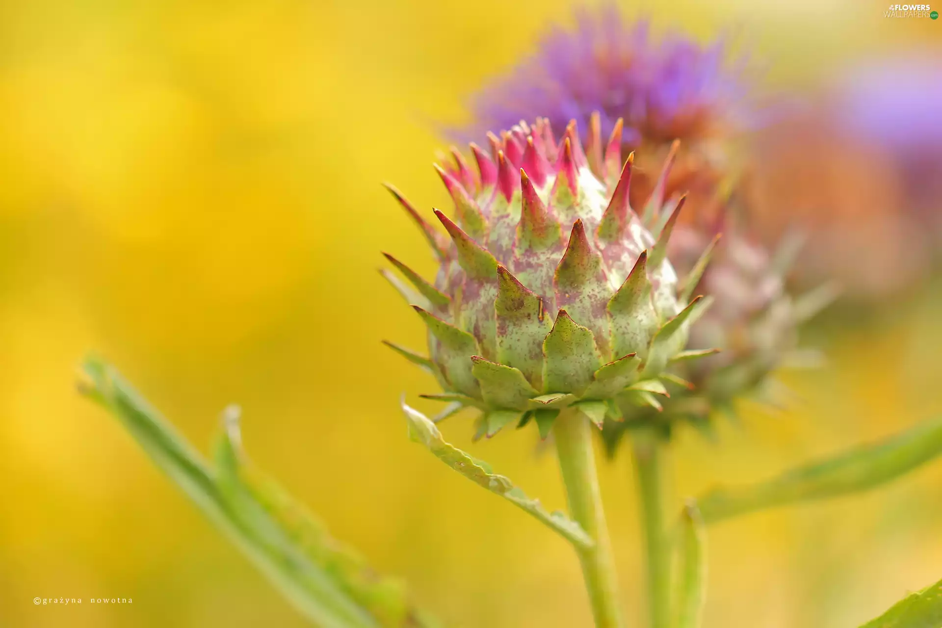 Thistles, Plants