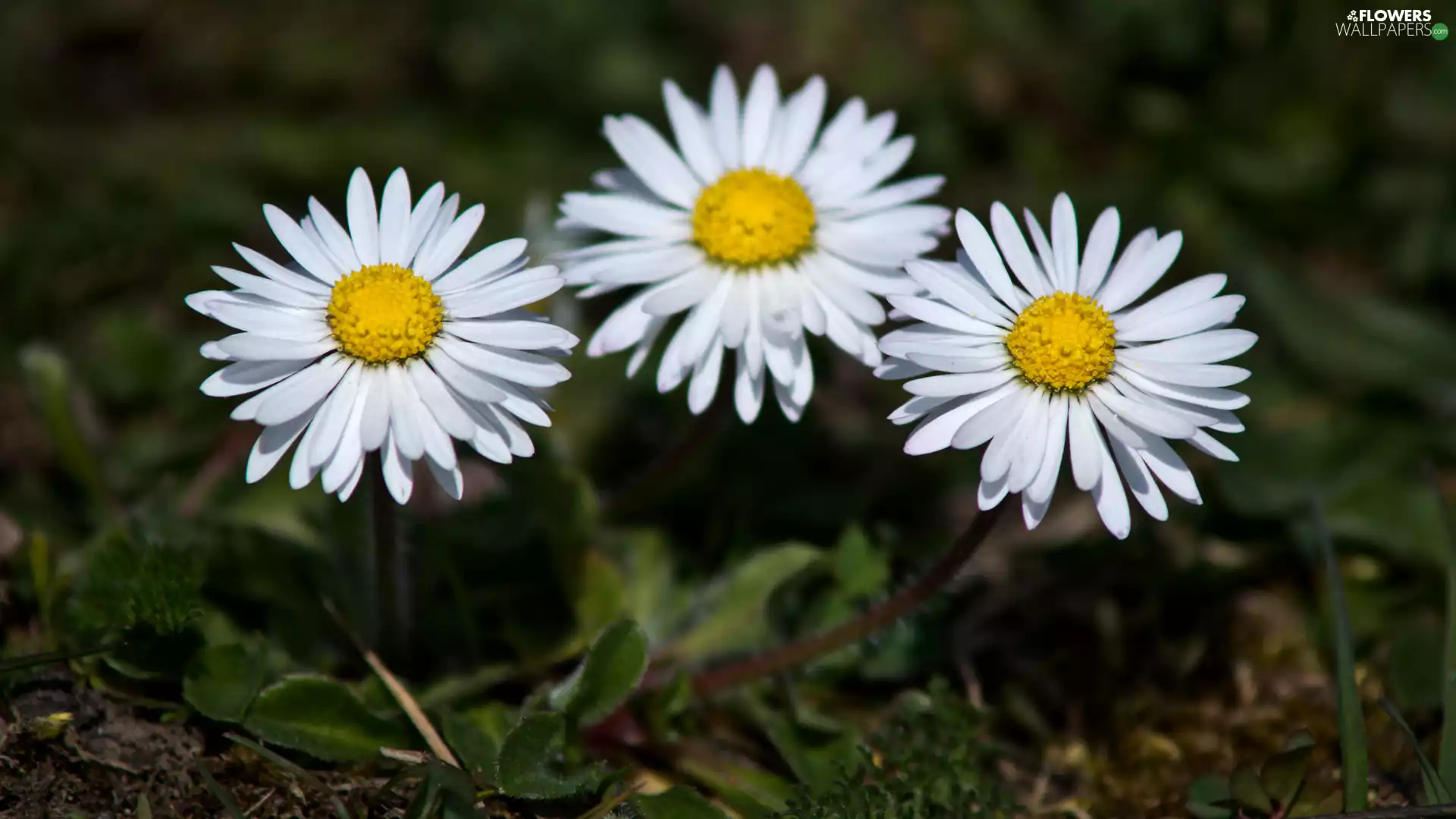 Three, daisies