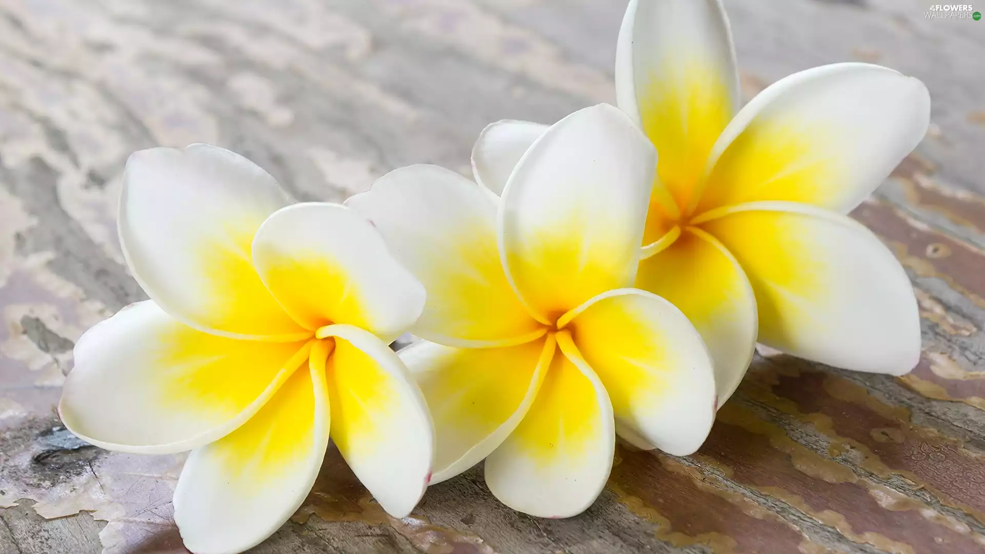 Flowers, Plumeria, boarding, Three