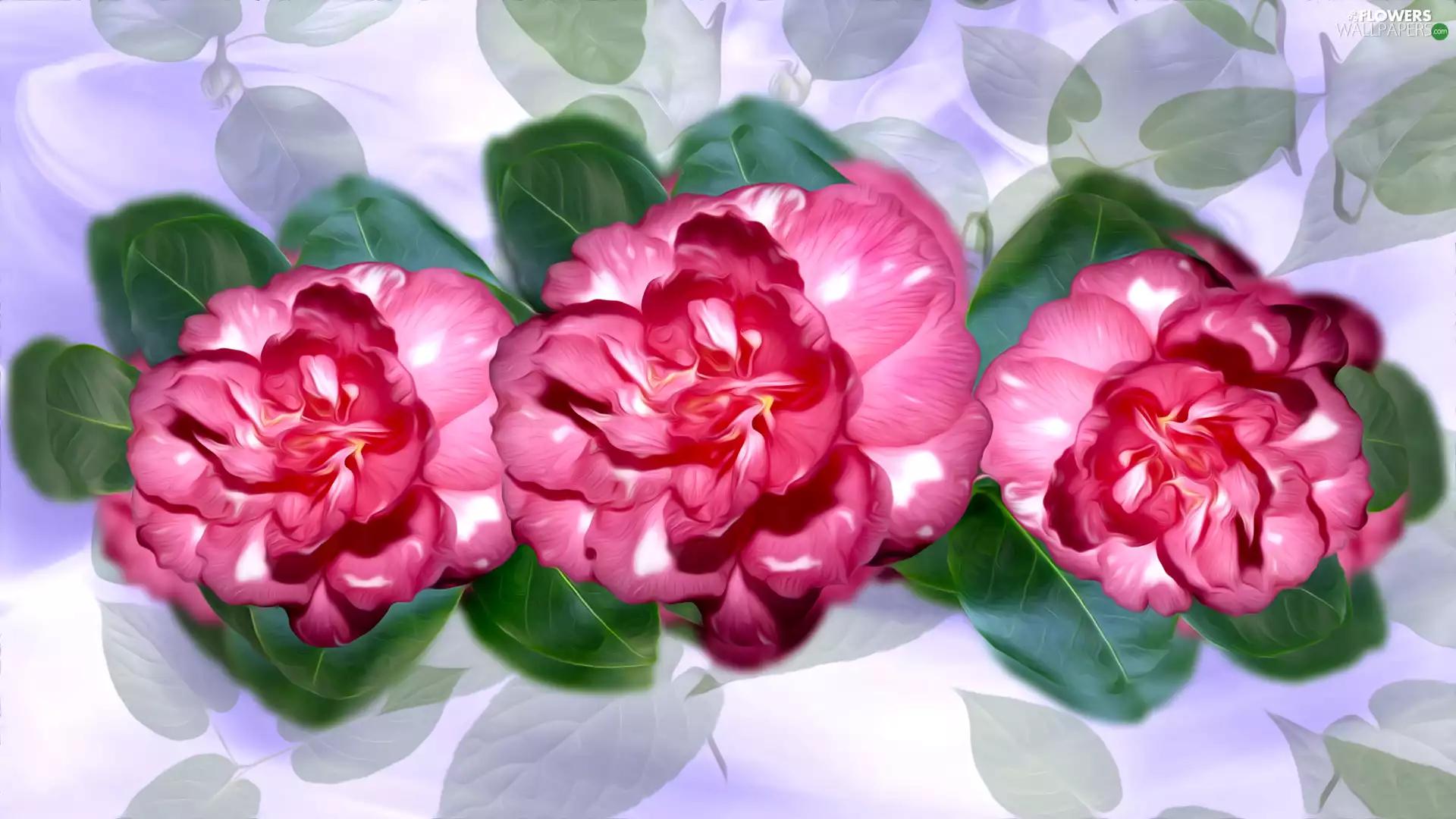 Flowers, Camellias, graphics, Three