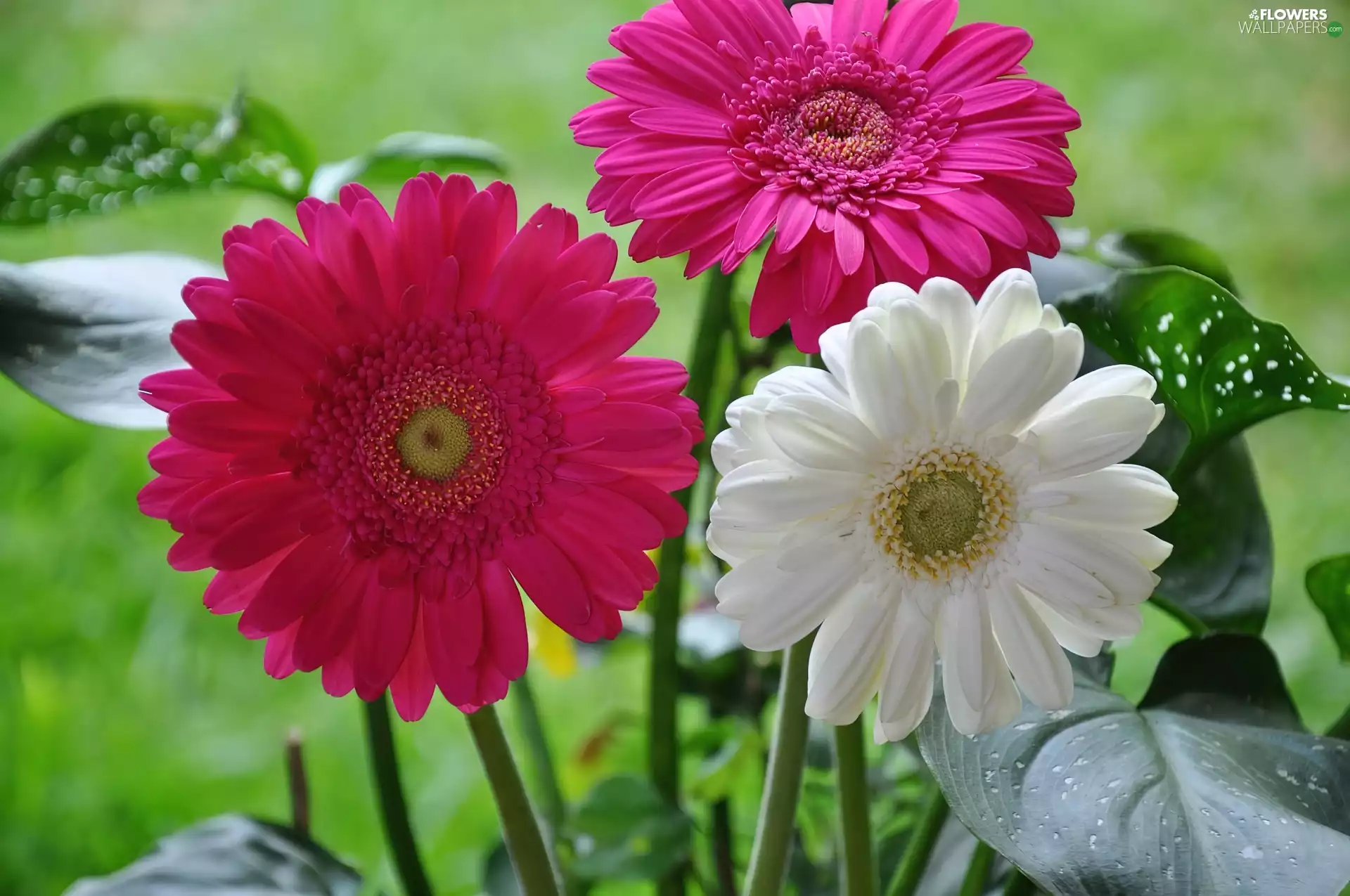 Three, gerberas
