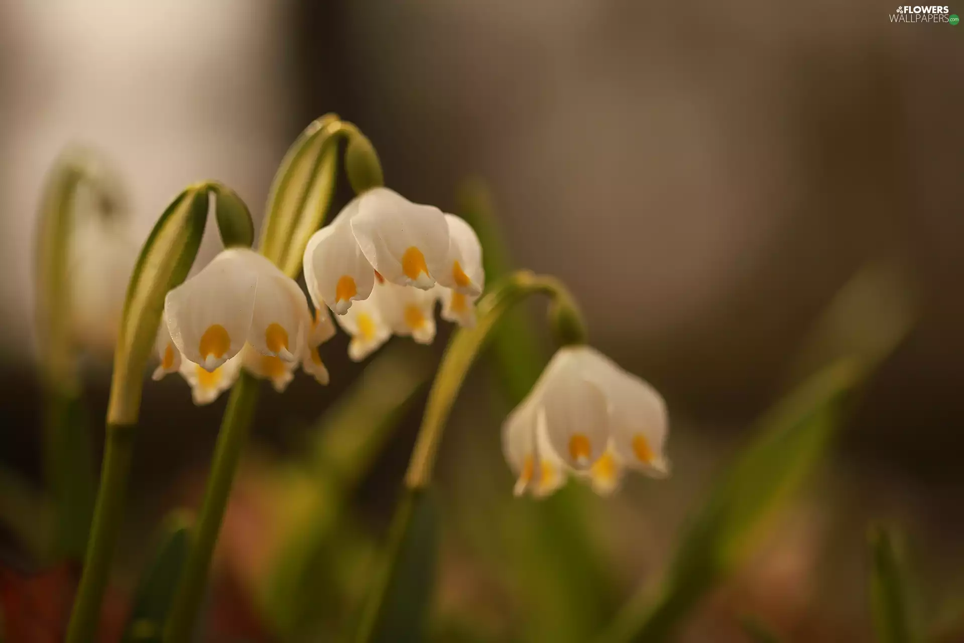 Leucojum, White, Flowers, Three