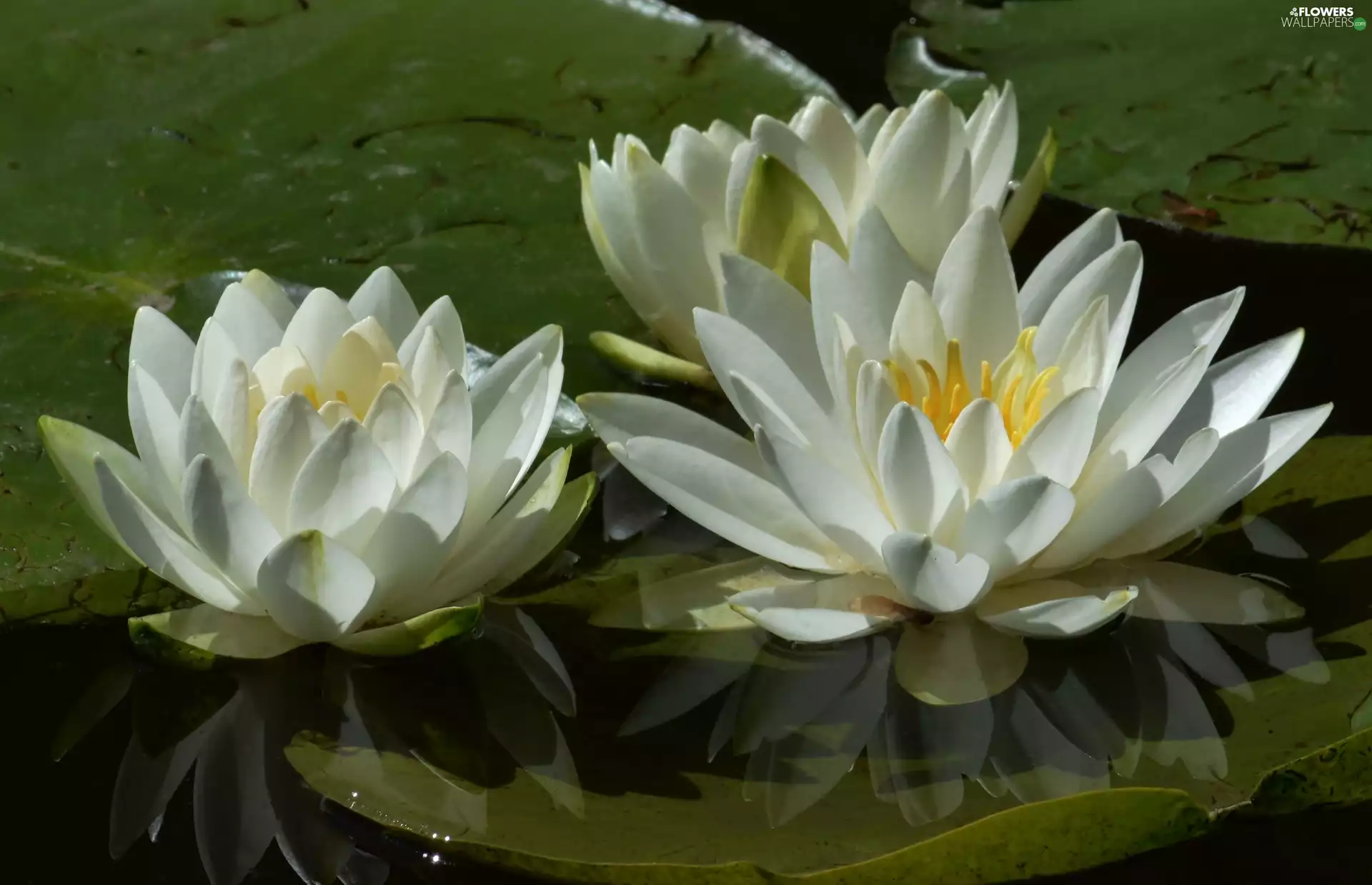 Three, Water lilies
