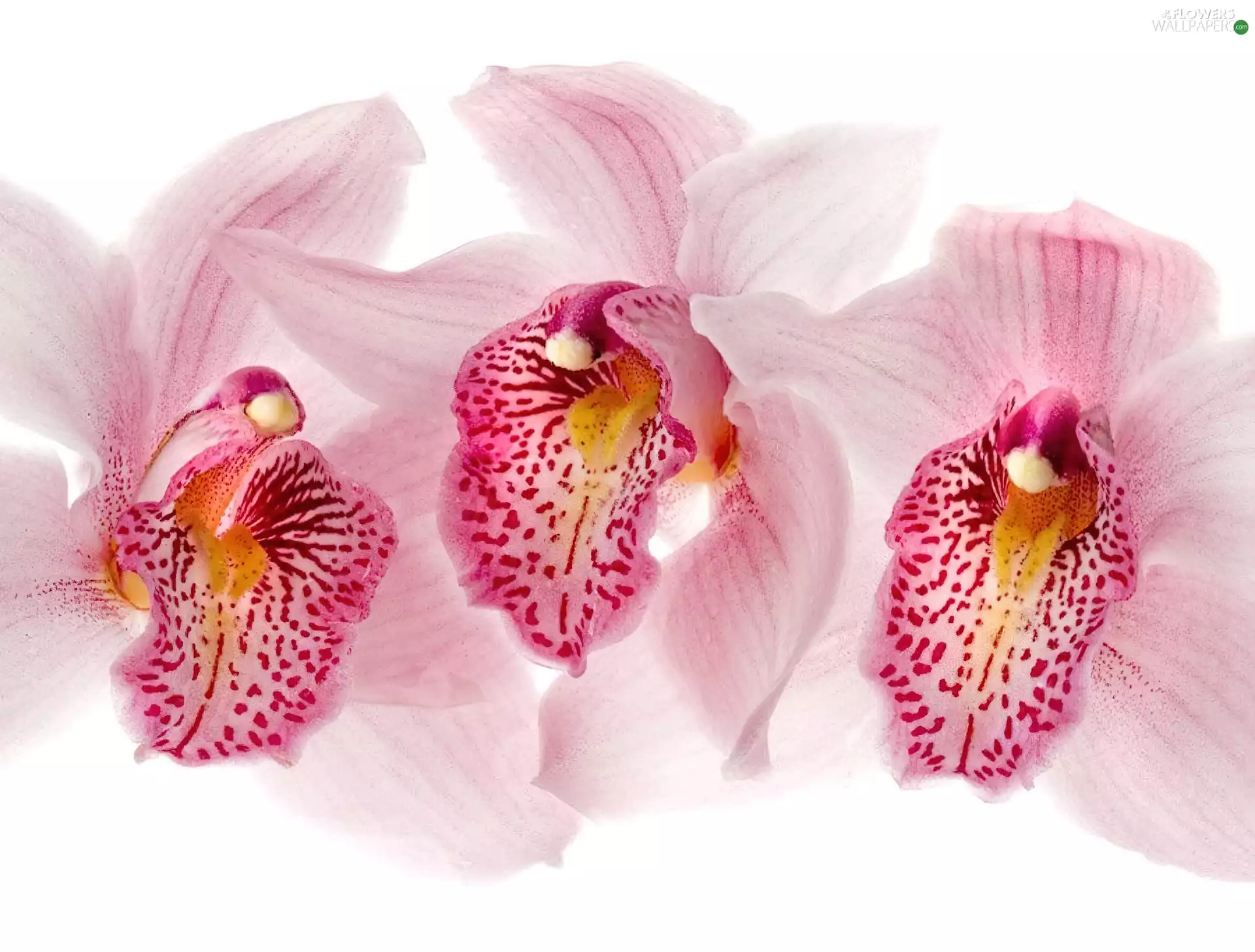 Three, orchids