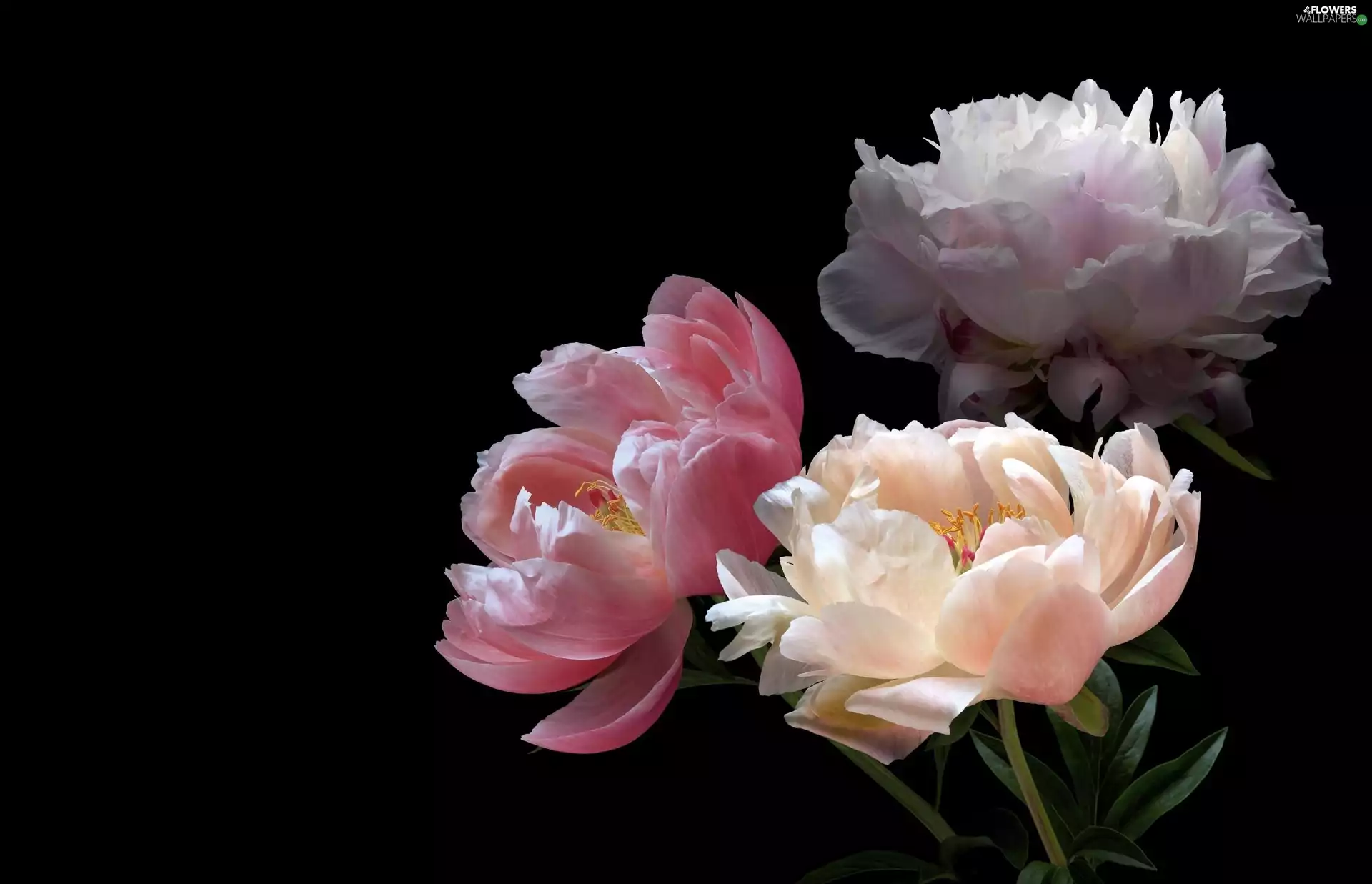 Three, Peonies