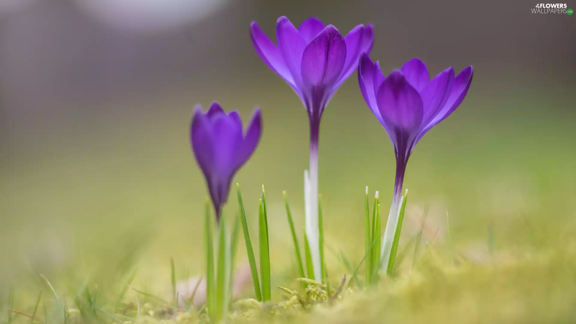 purple, crocuses, blur, Three