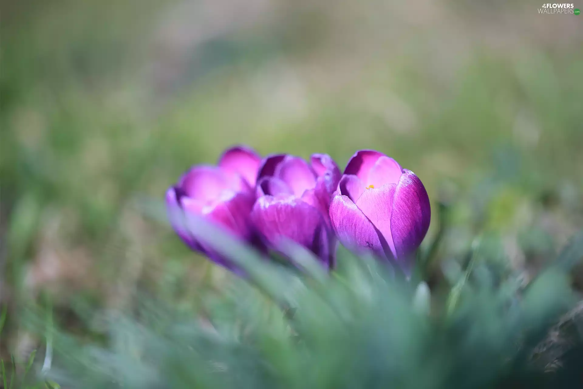 purple, crocuses, Flowers, Three