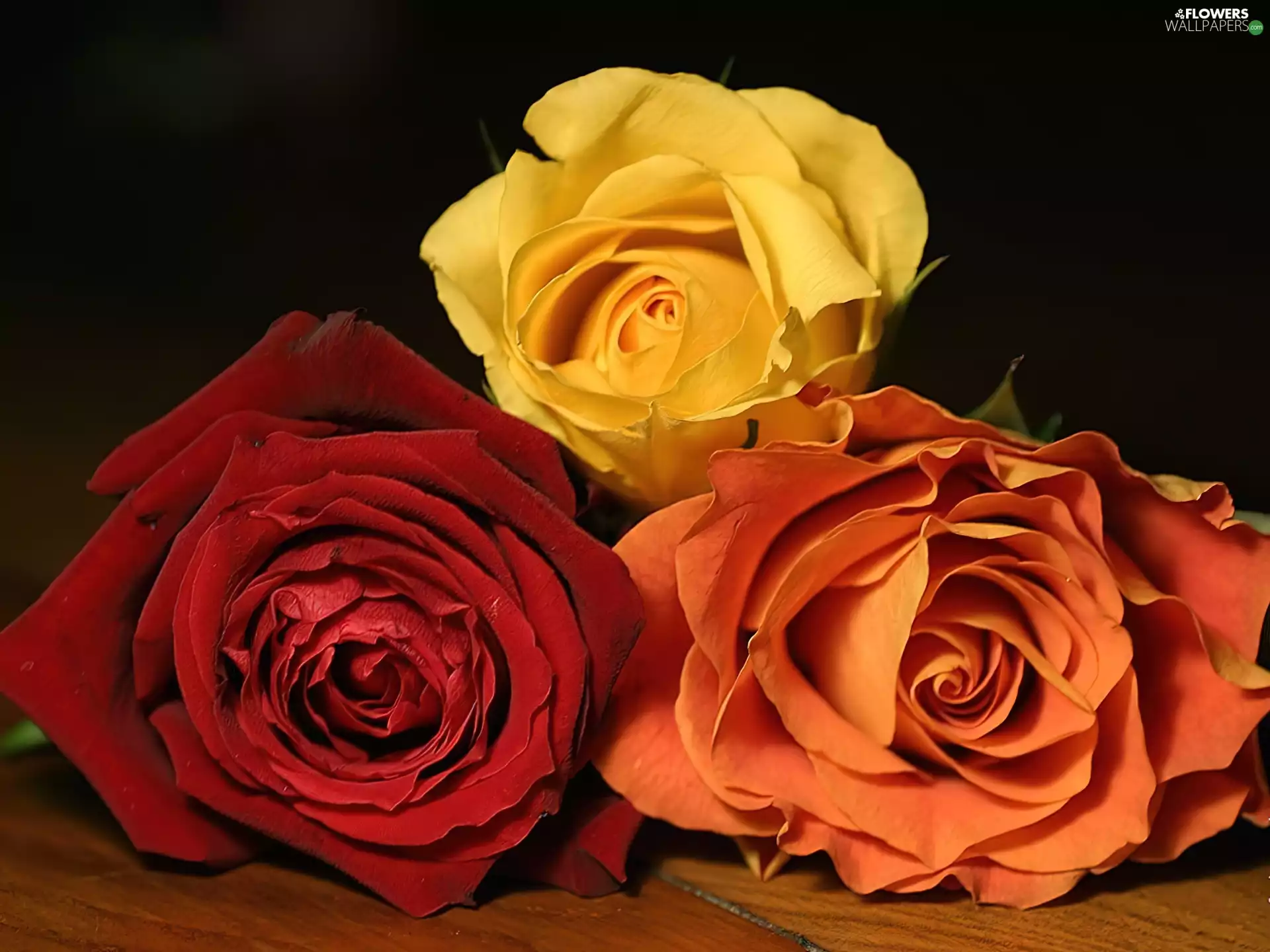 Three, roses