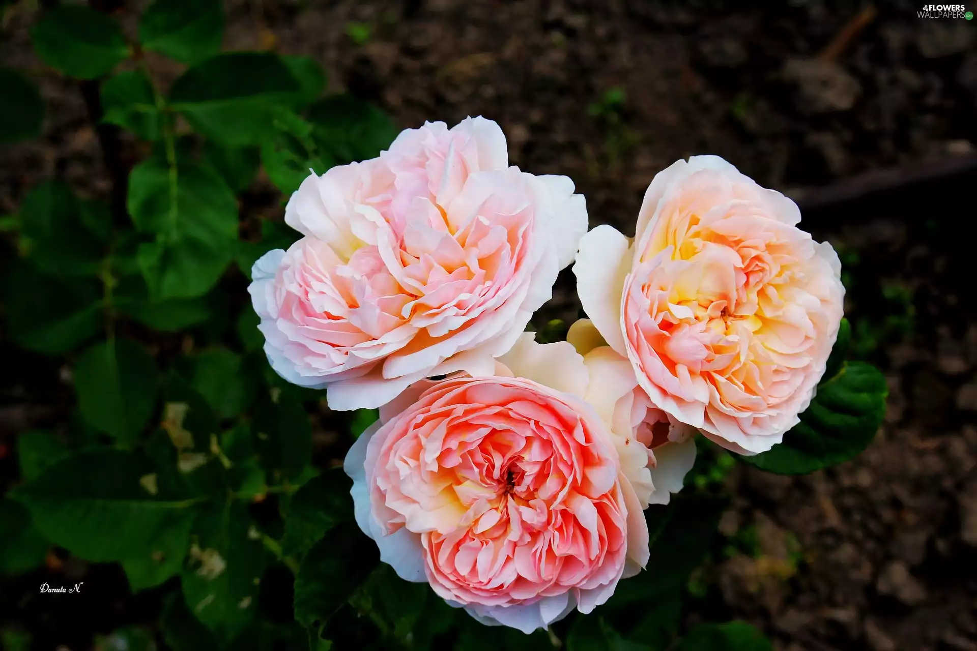 roses, tea, Leaf, Three