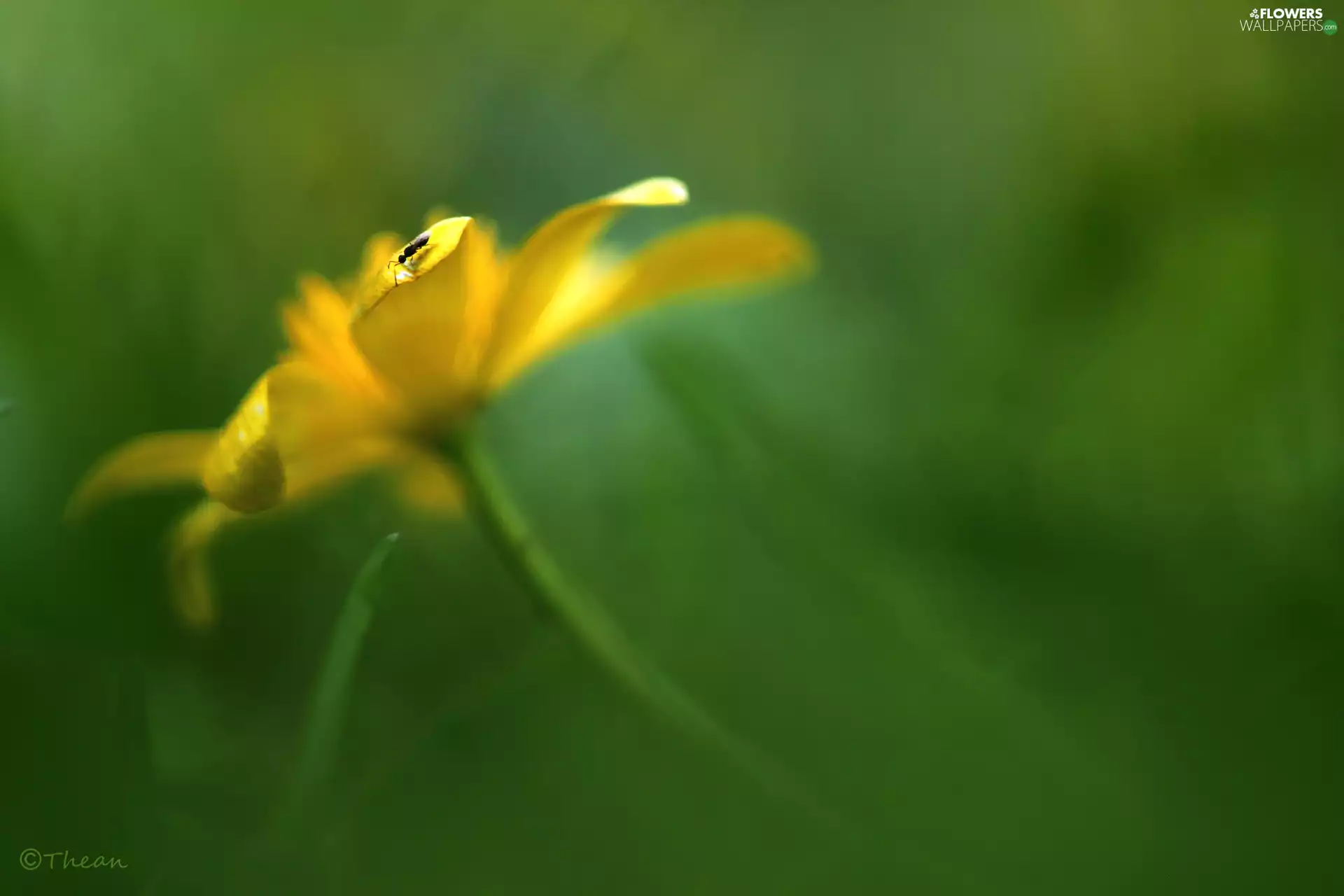 Colourfull Flowers, Spring, fig buttercup, Yellow, bow tie