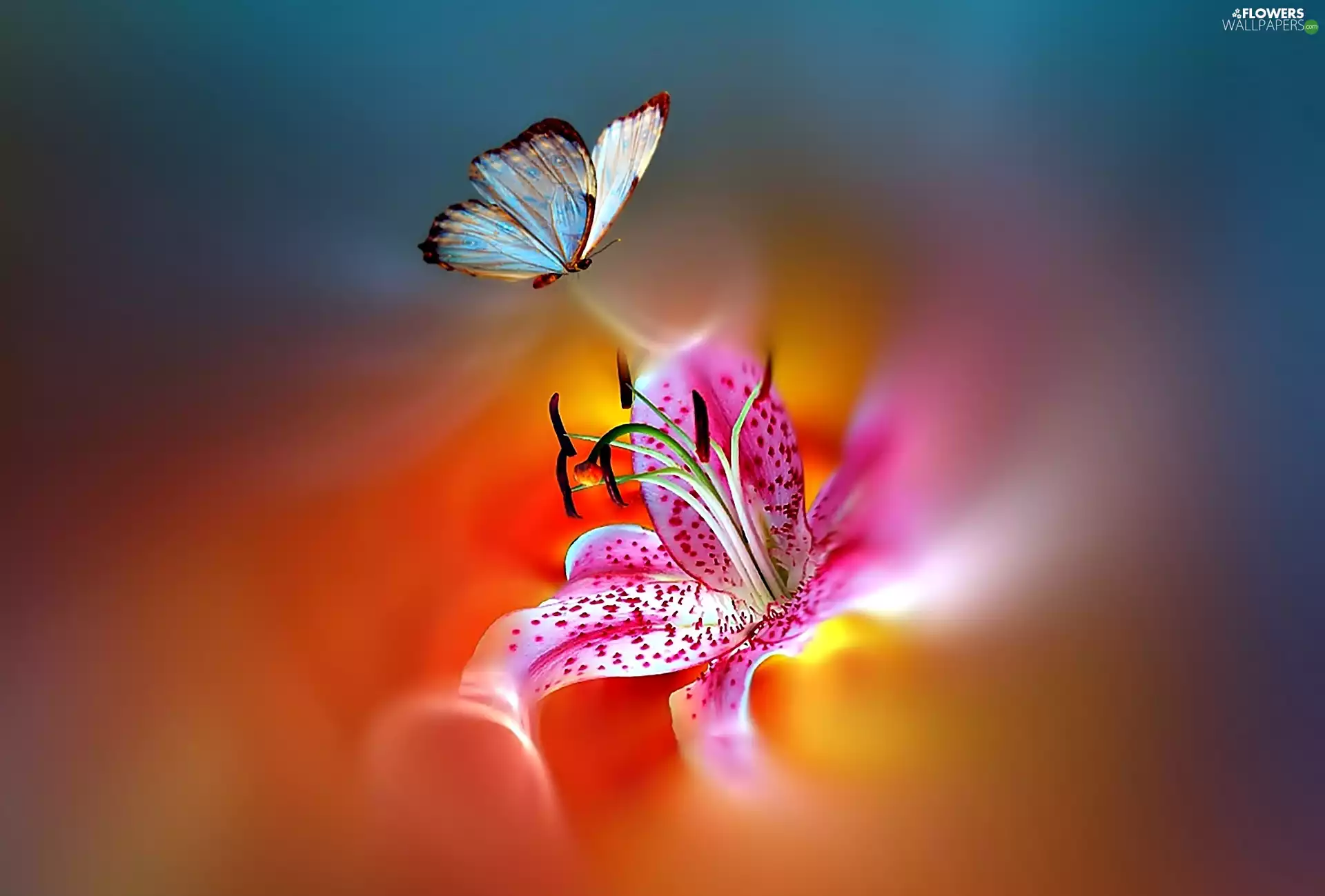 Tiger lily, butterfly