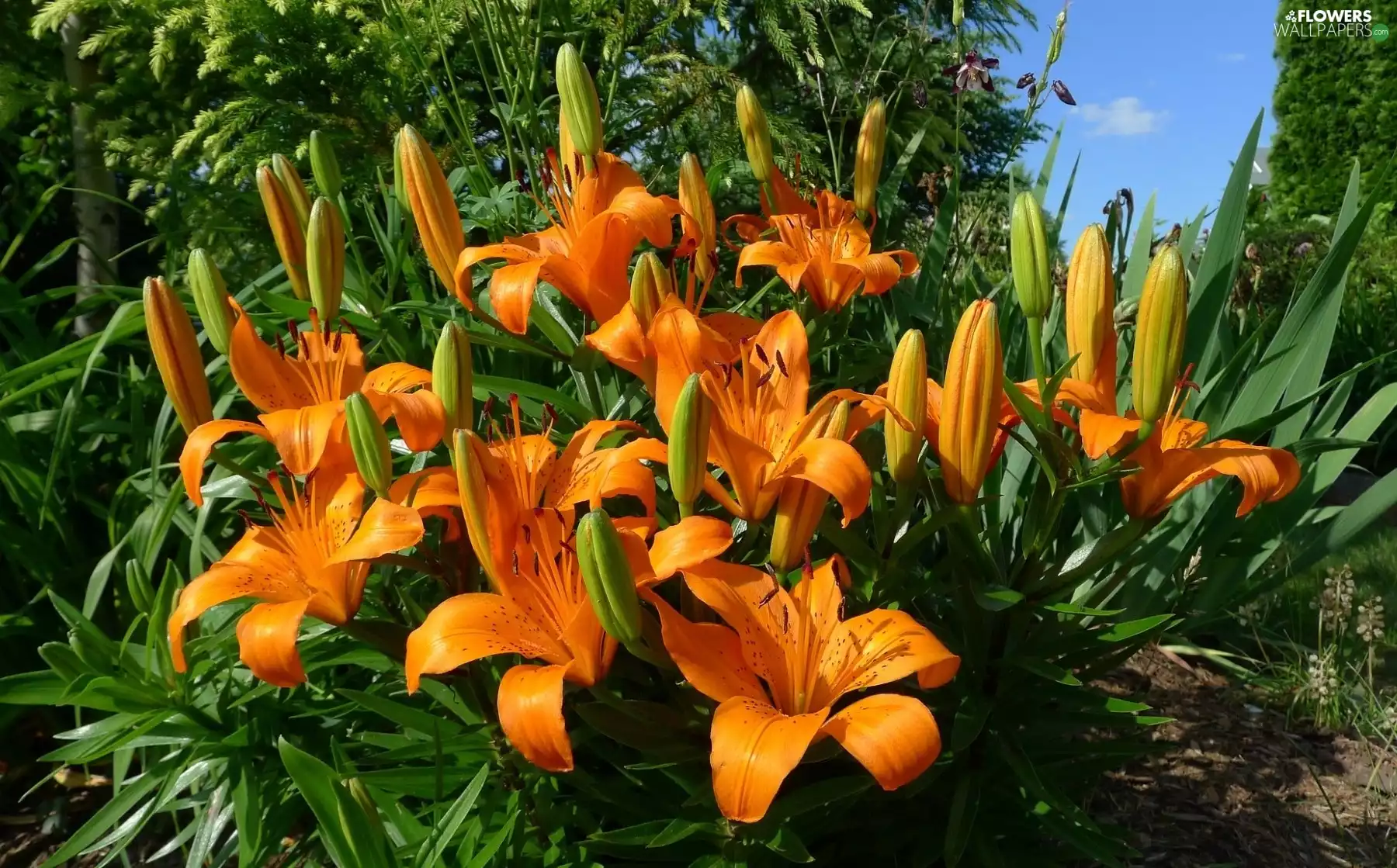 flowerbed, Flowers, tiger Lilies