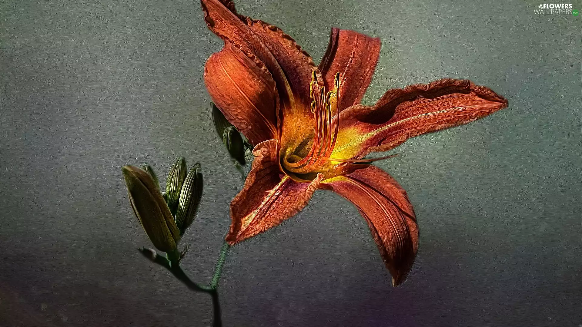 Tiger lily, graphics