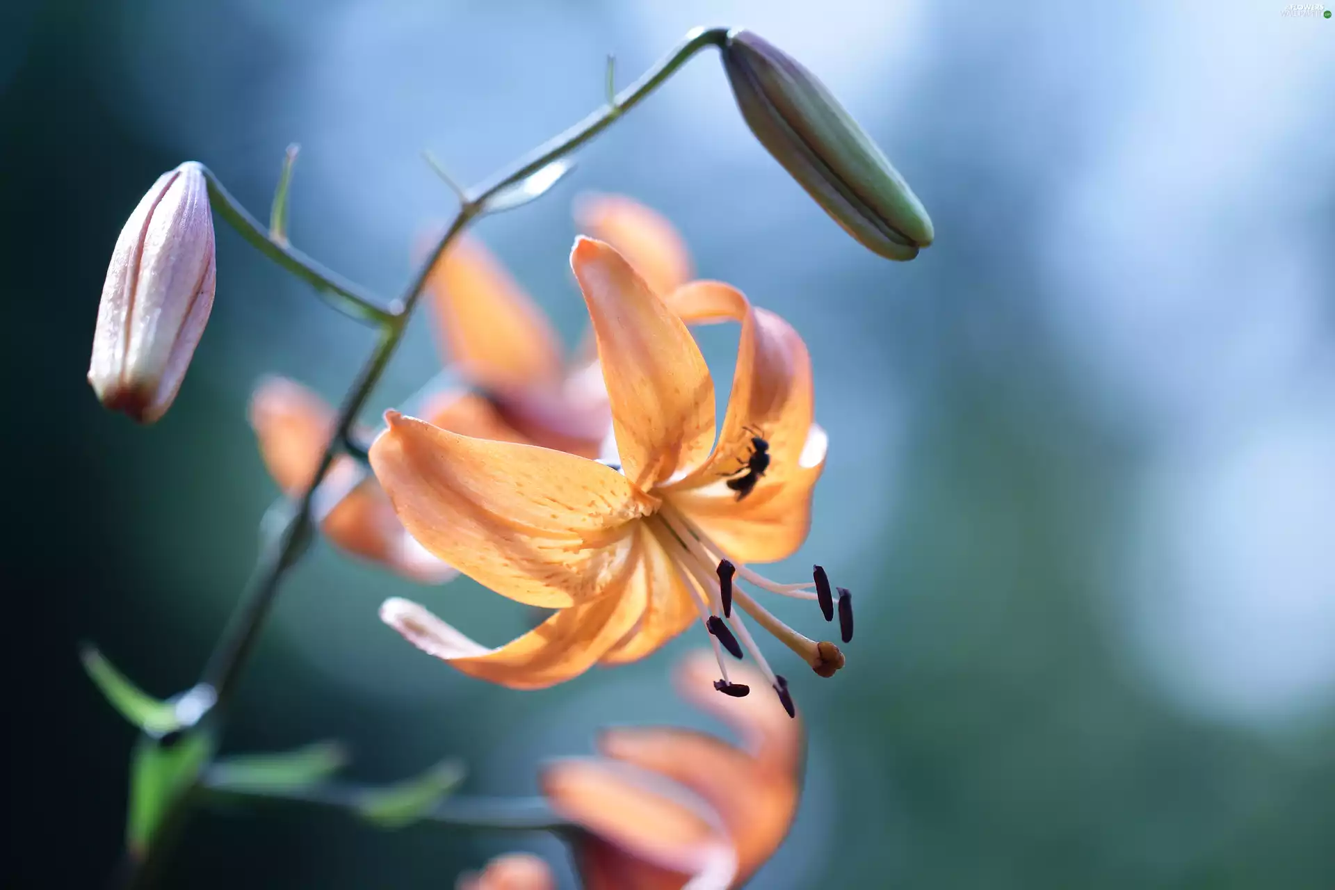 Orange, Tiger lily, Colourfull Flowers