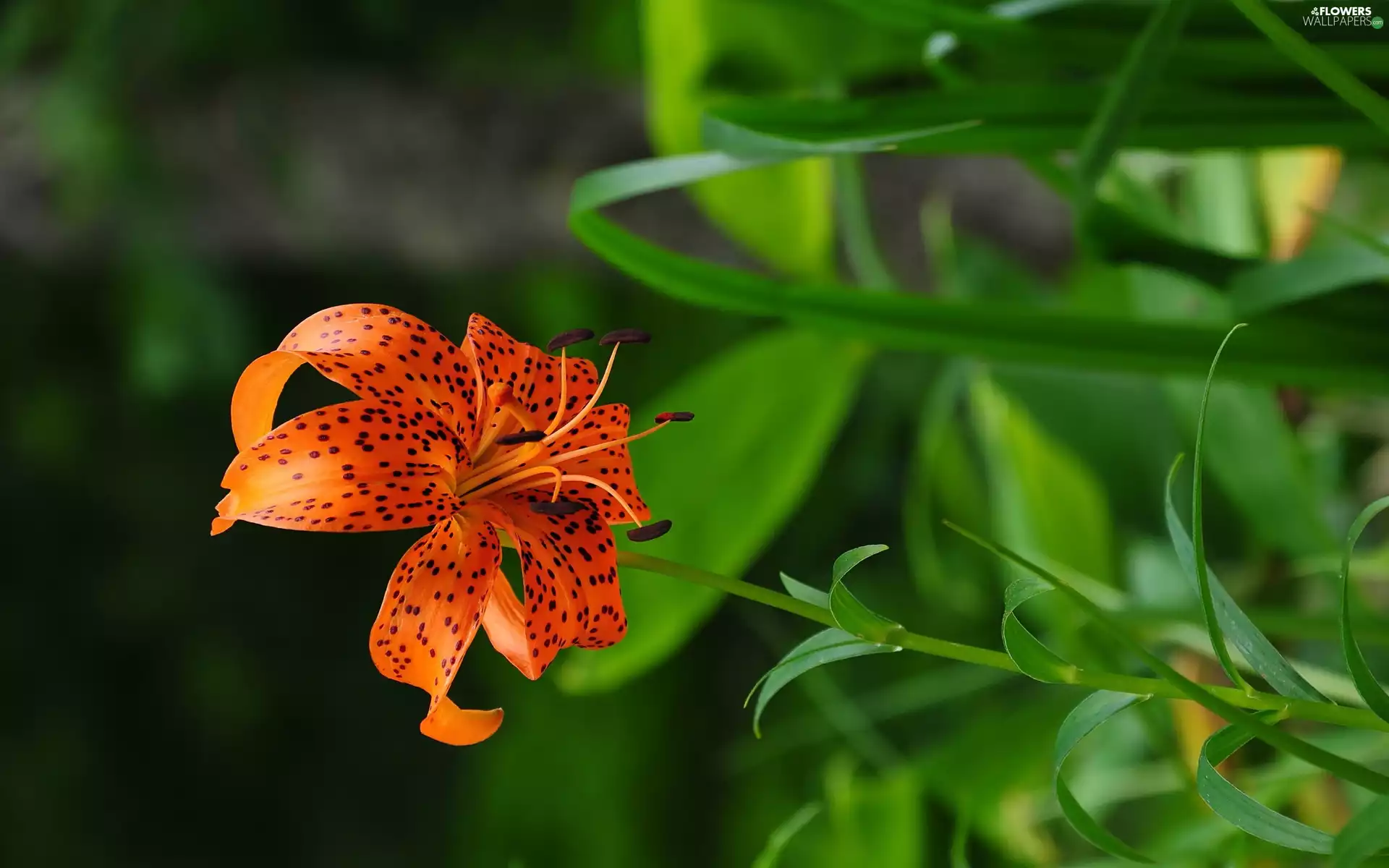 Tiger lily