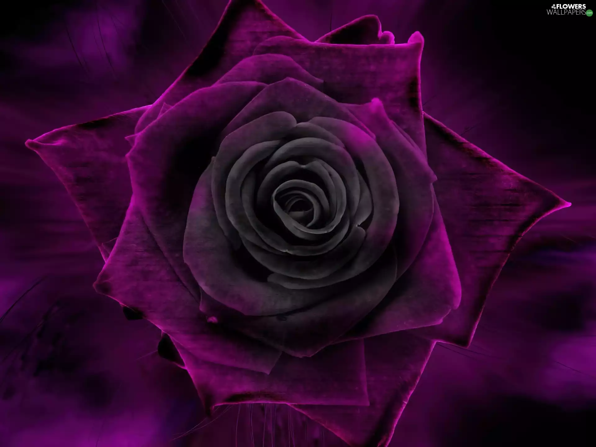 rose, violet, black, tinge