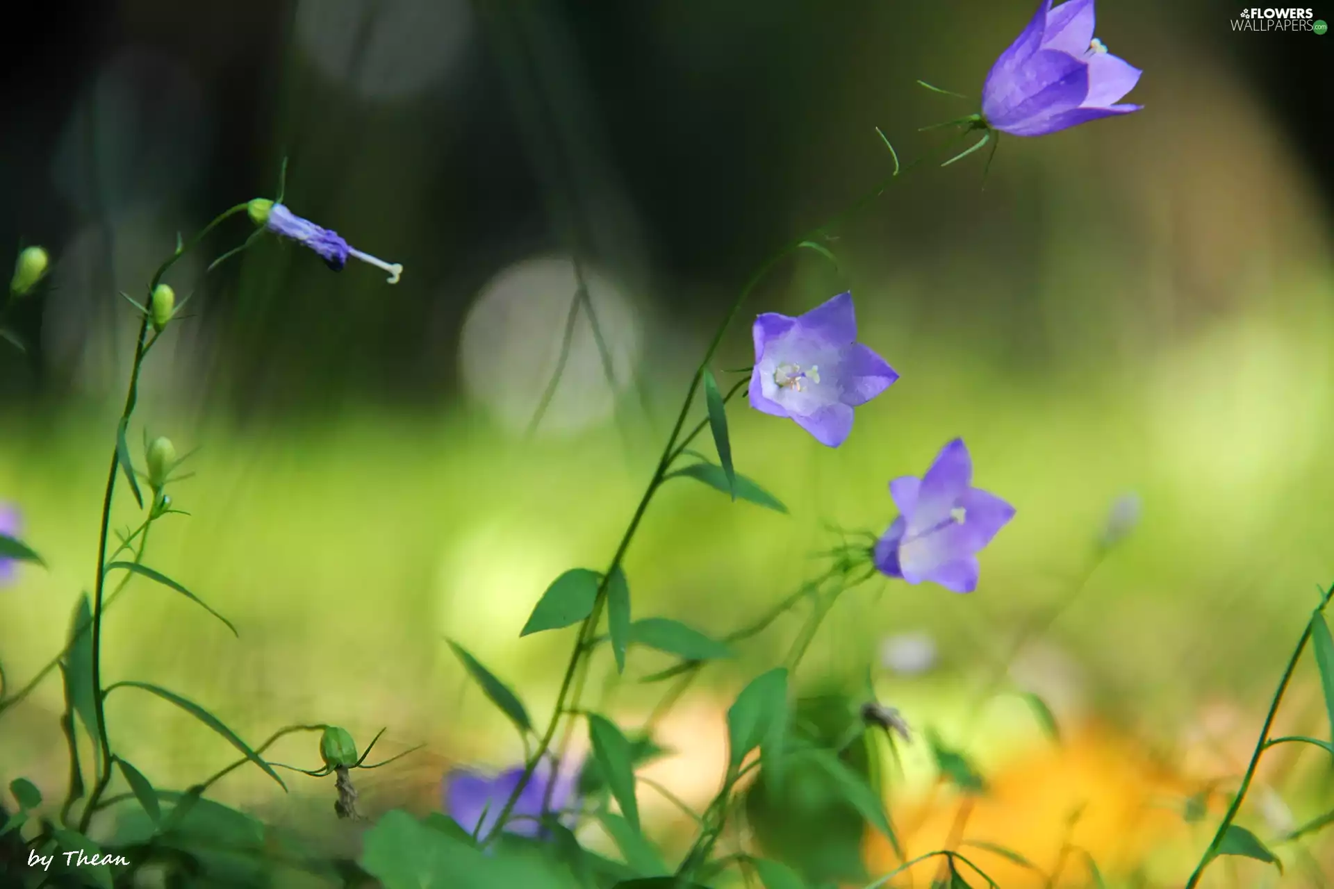 Flowers, bells, Harebell, tiny