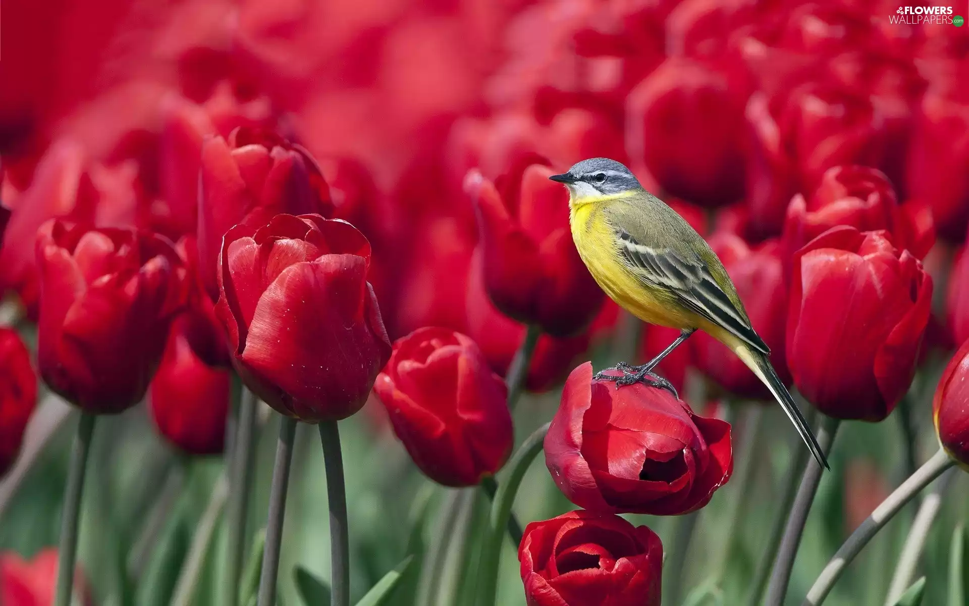 Great Tit, Tulips, tit