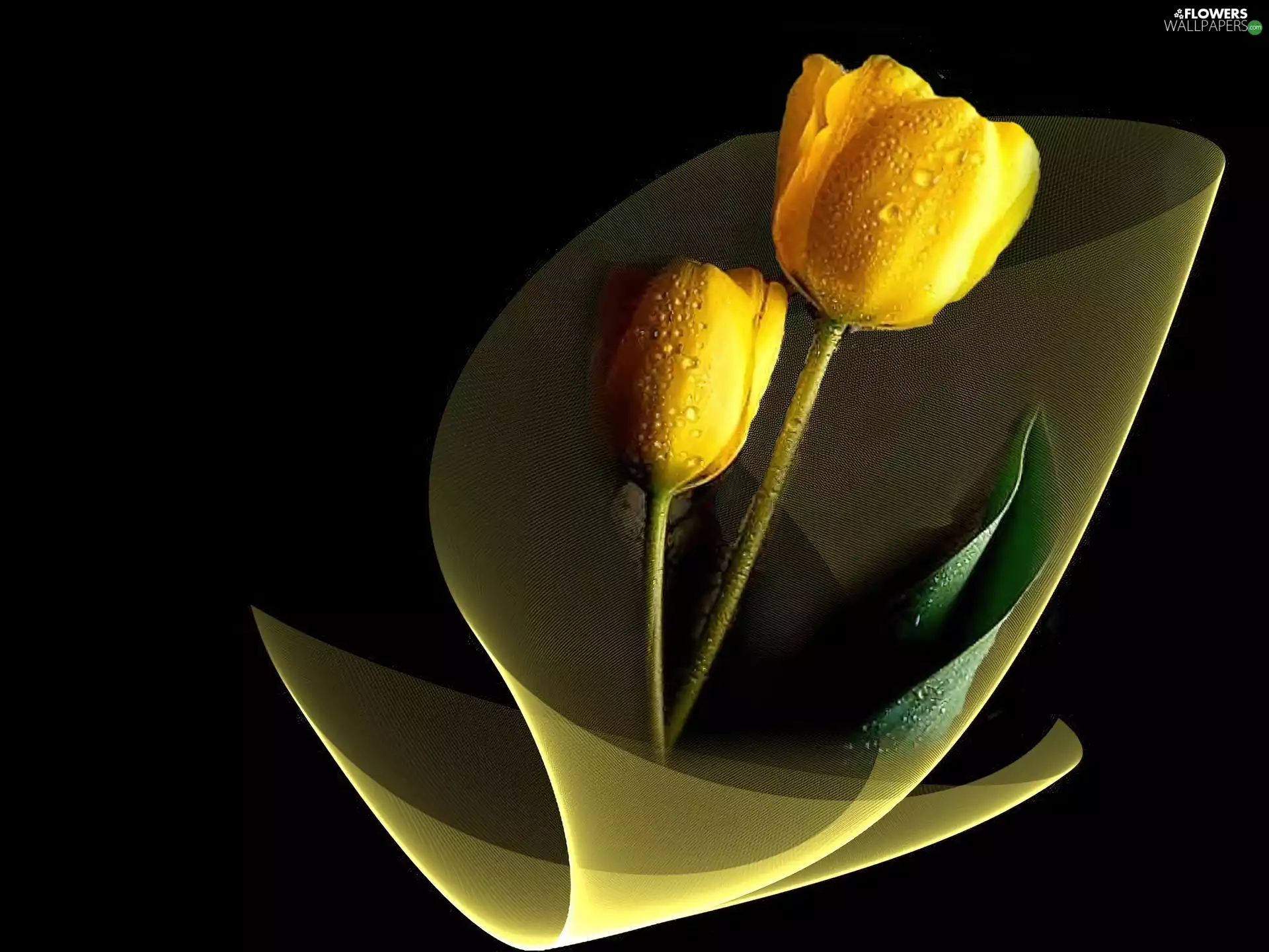 black, tle, Tulips, an, Yellow