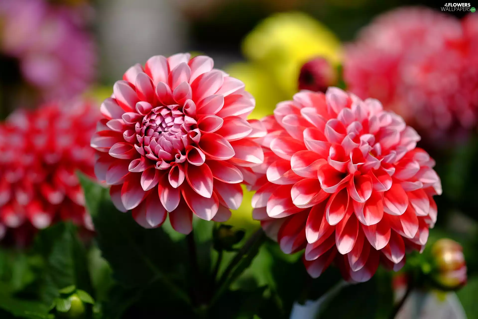 dahlias, Flowers, Two tone