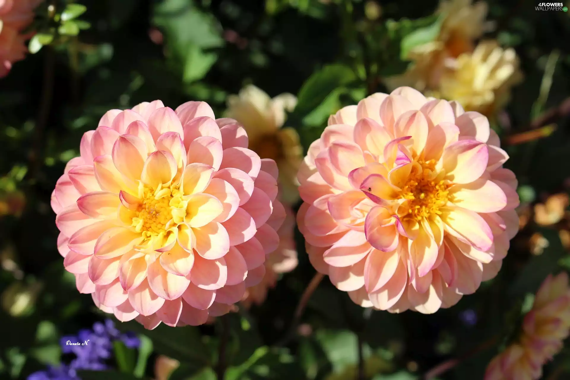 Garden, autumn, Two tone, Two, dahlias