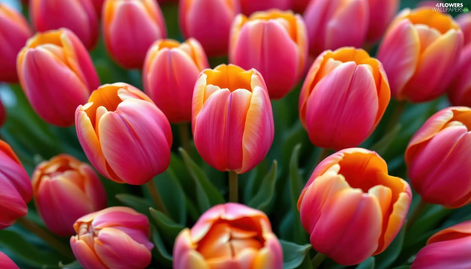 Flowers, Tulips, Two tone