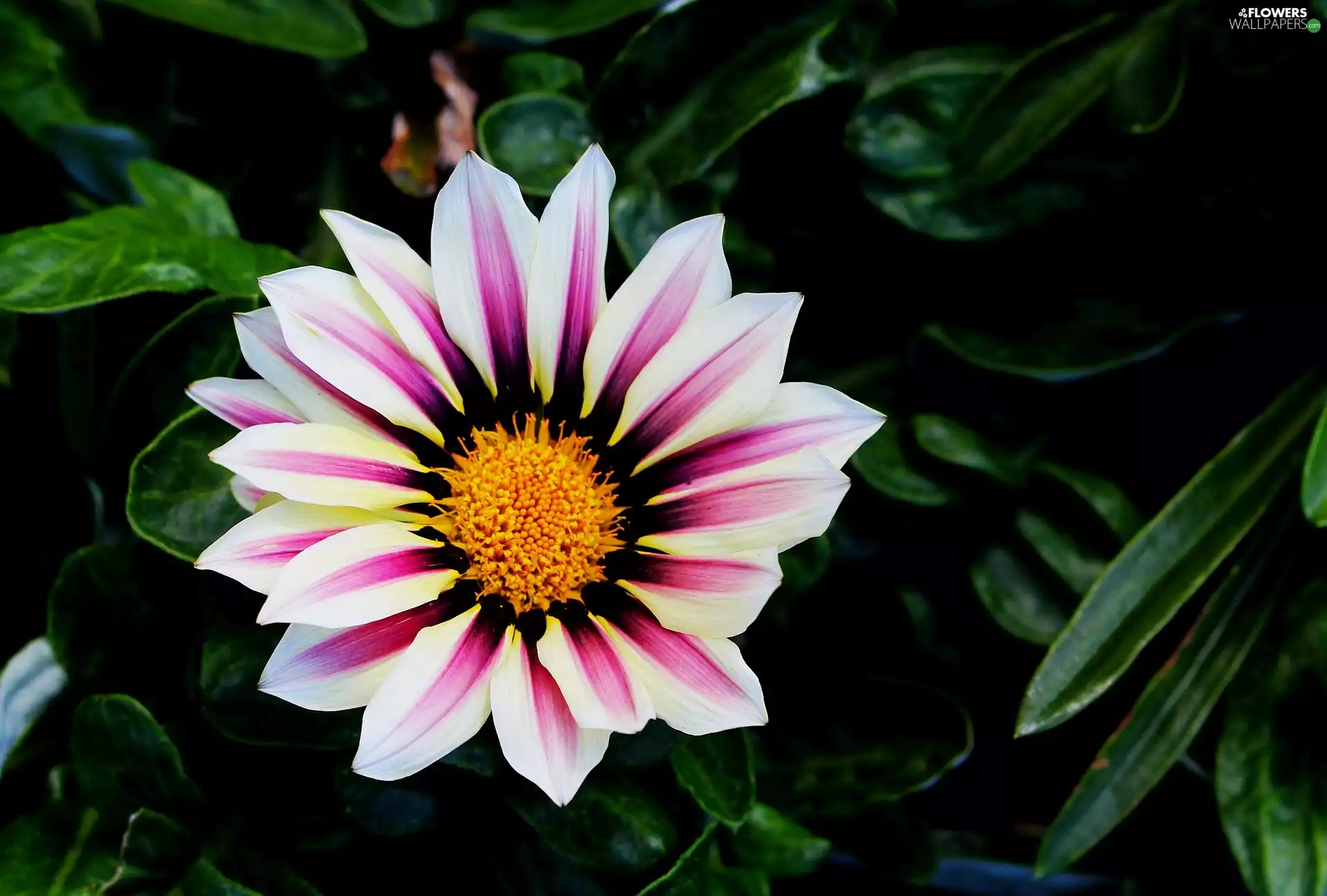 Leaf, Gazania, Two tone