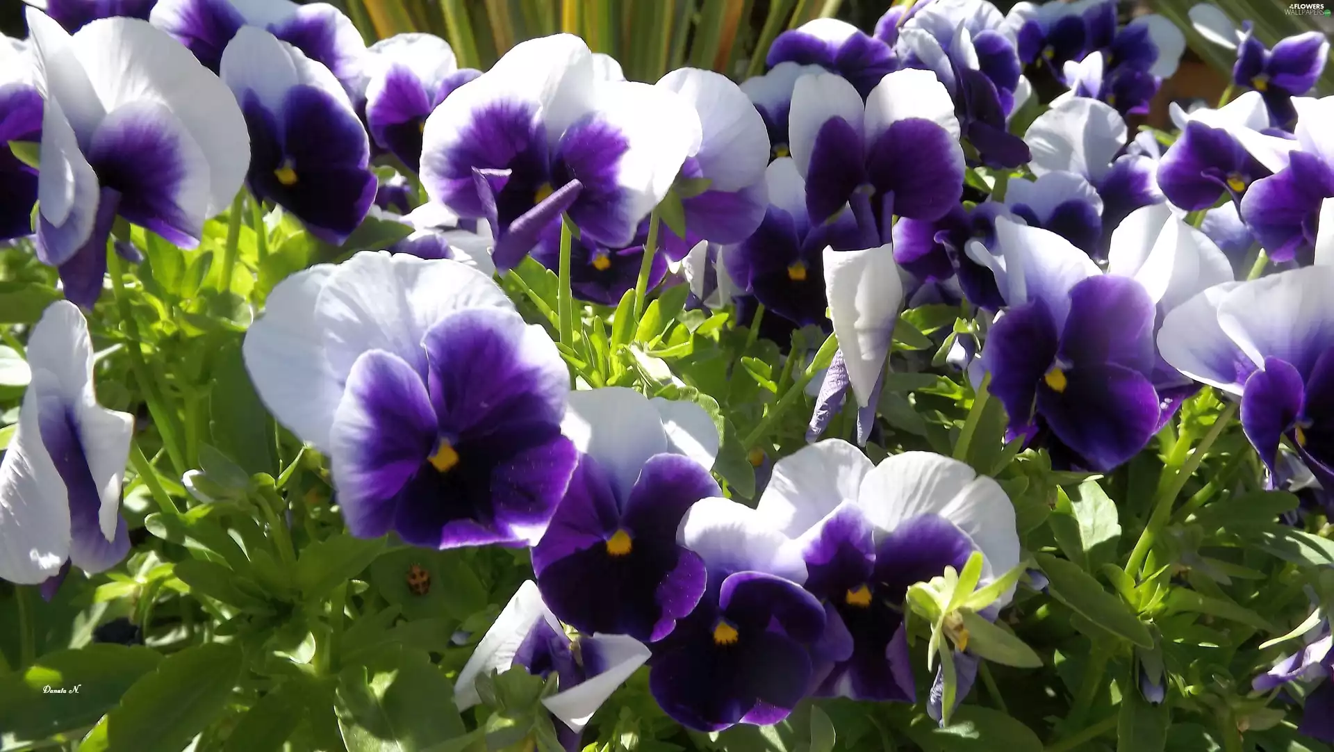 summer, Garden, Two tone, Leaf, pansies