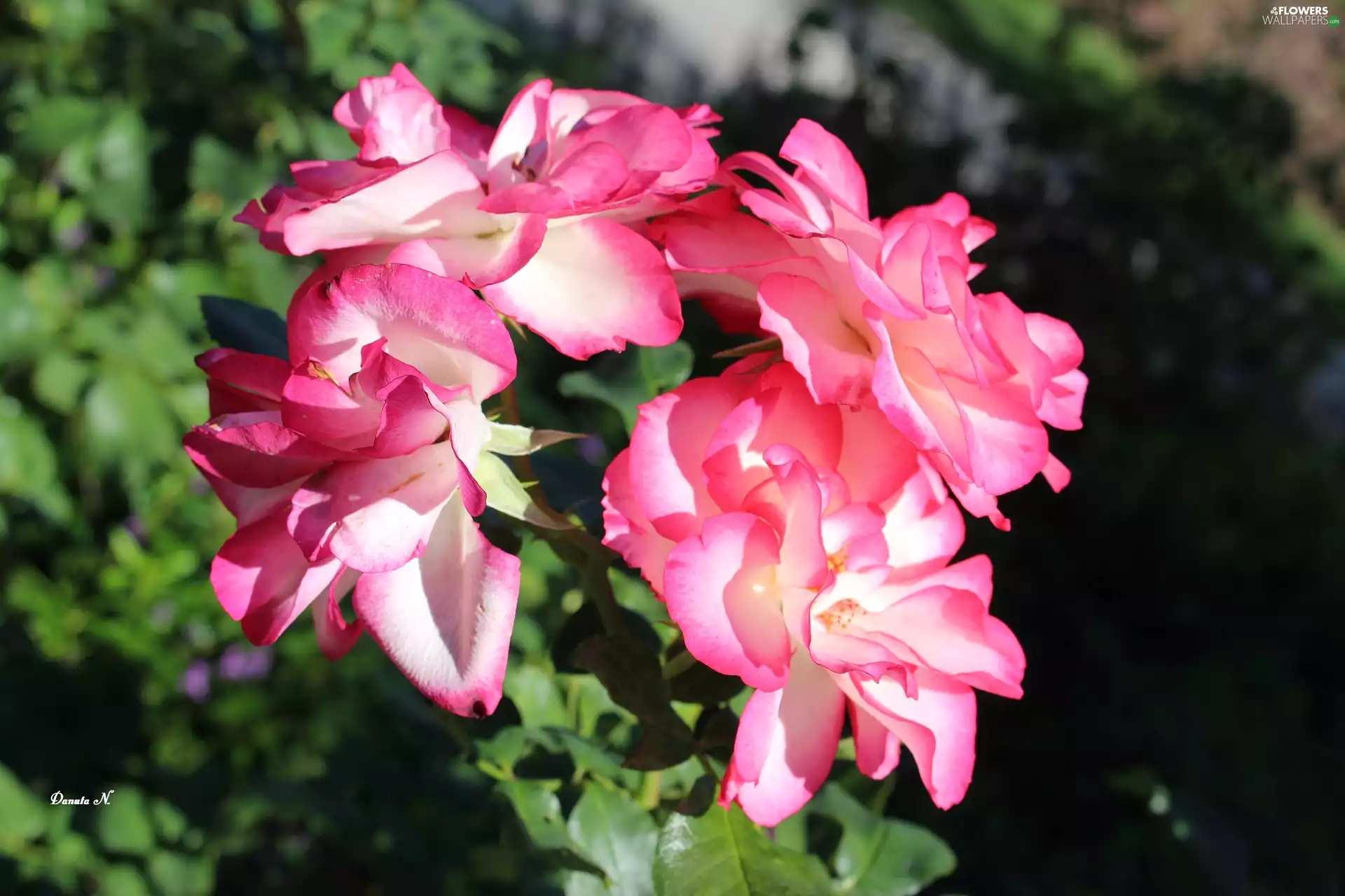 Garden, summer, Two tone, Leaf, roses