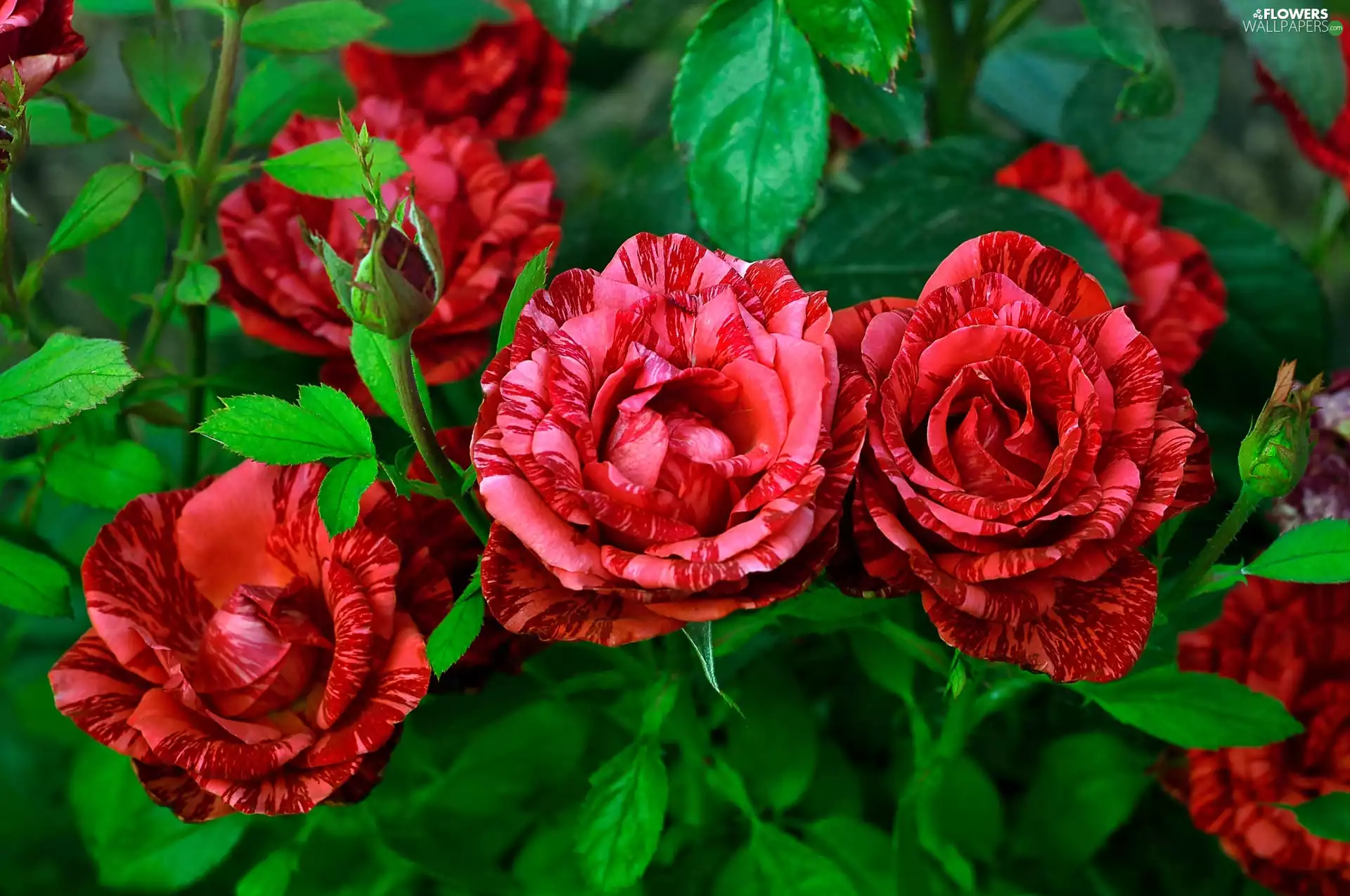 roses, Red, Two tone