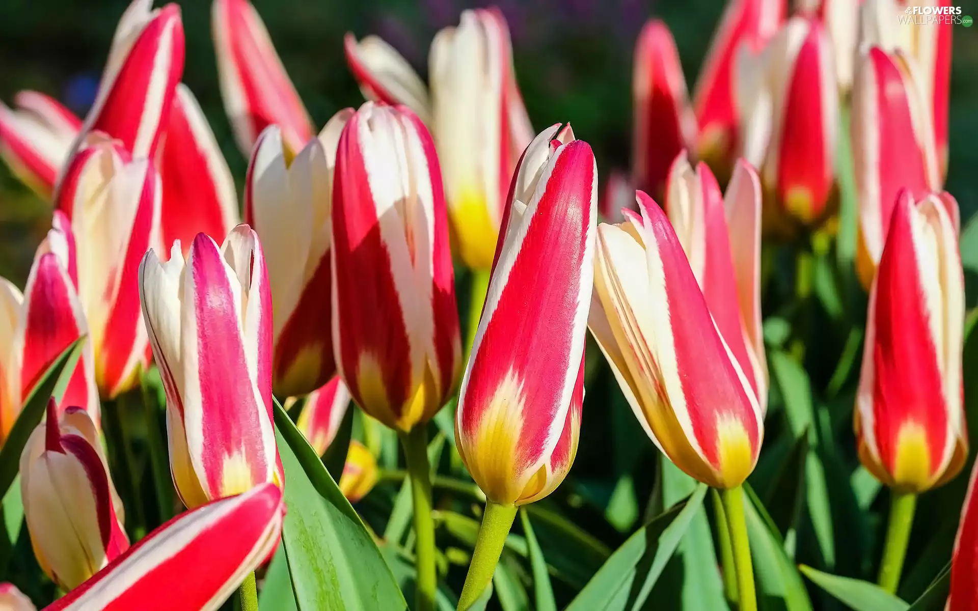 Tulips, Flowers, Two tone