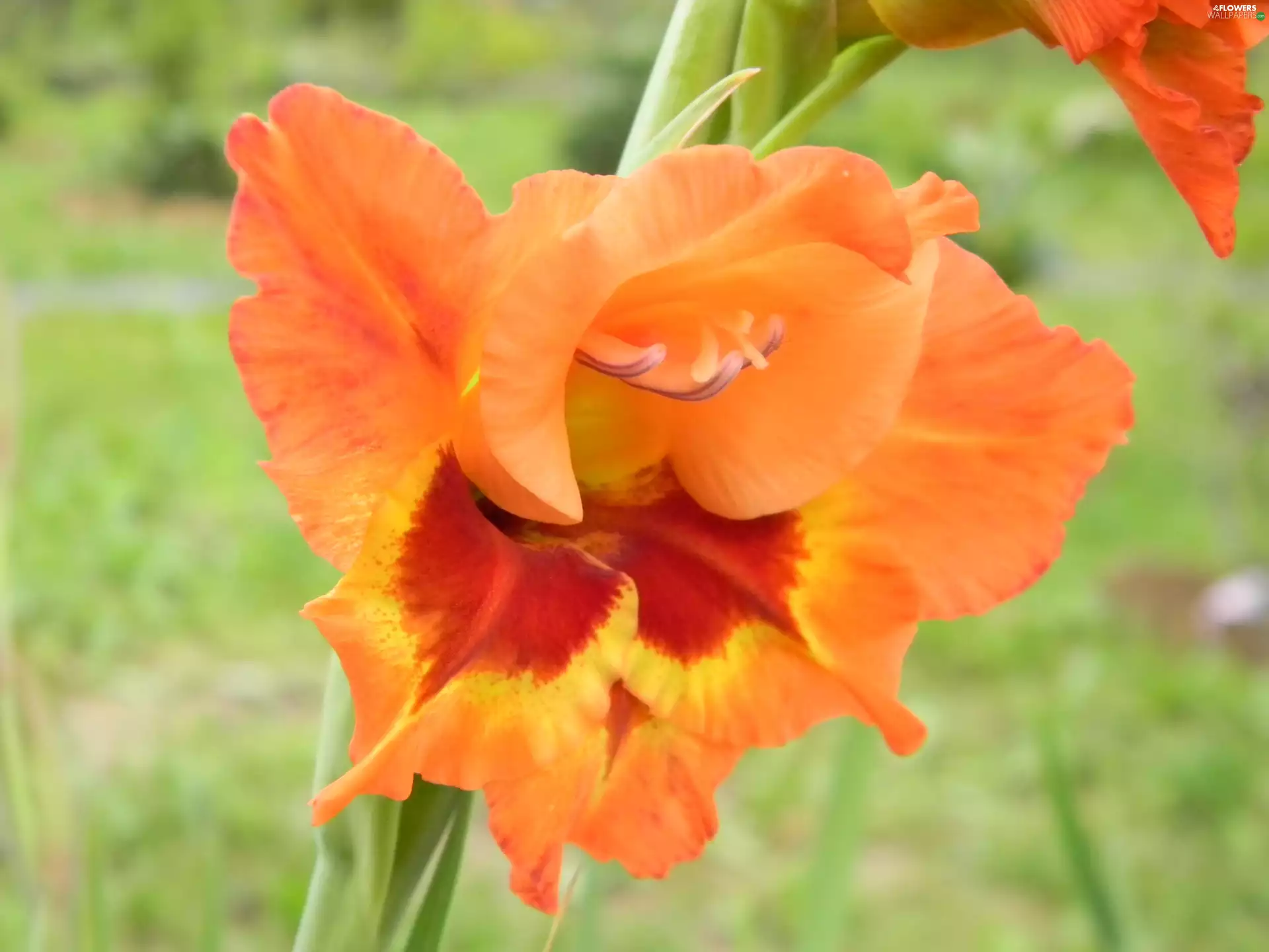 gladiolus, Two-tone