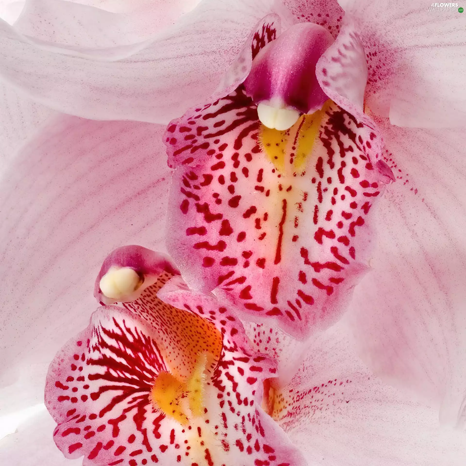 Tounge, orchid