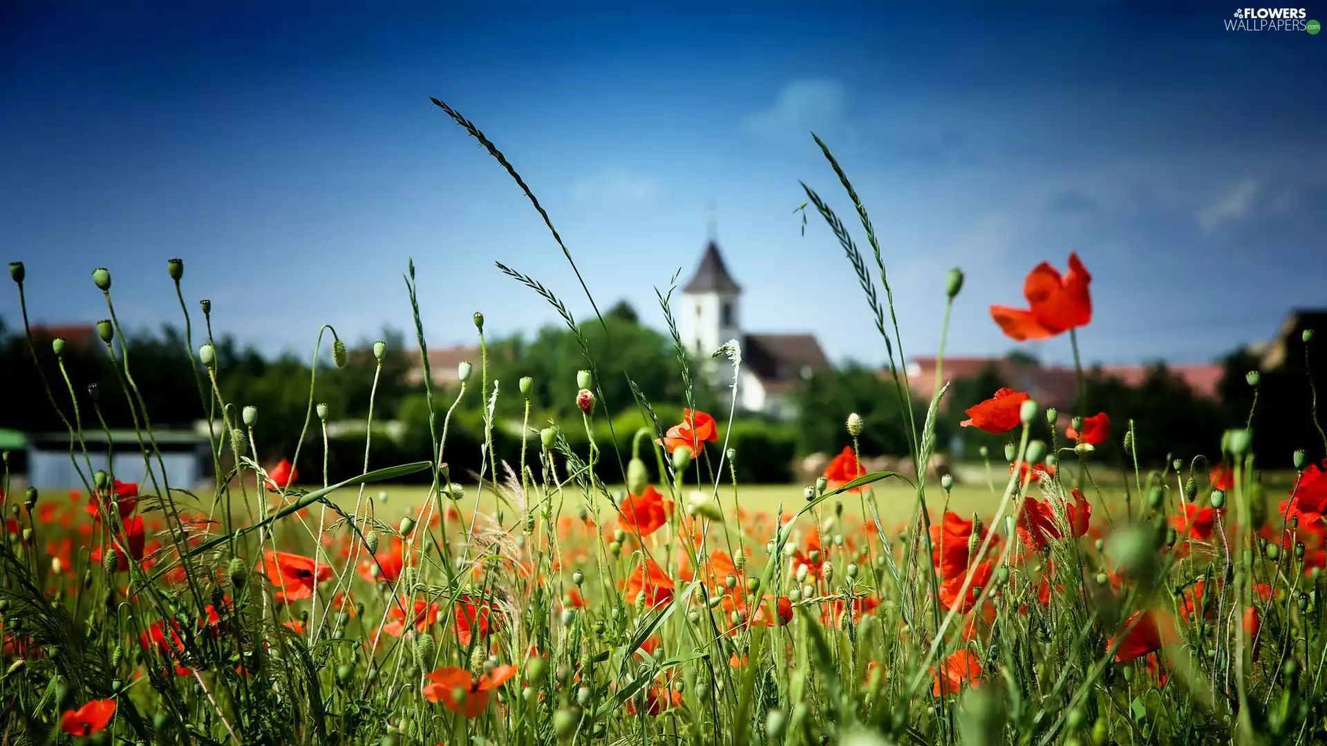 papavers, Church, summer, Town