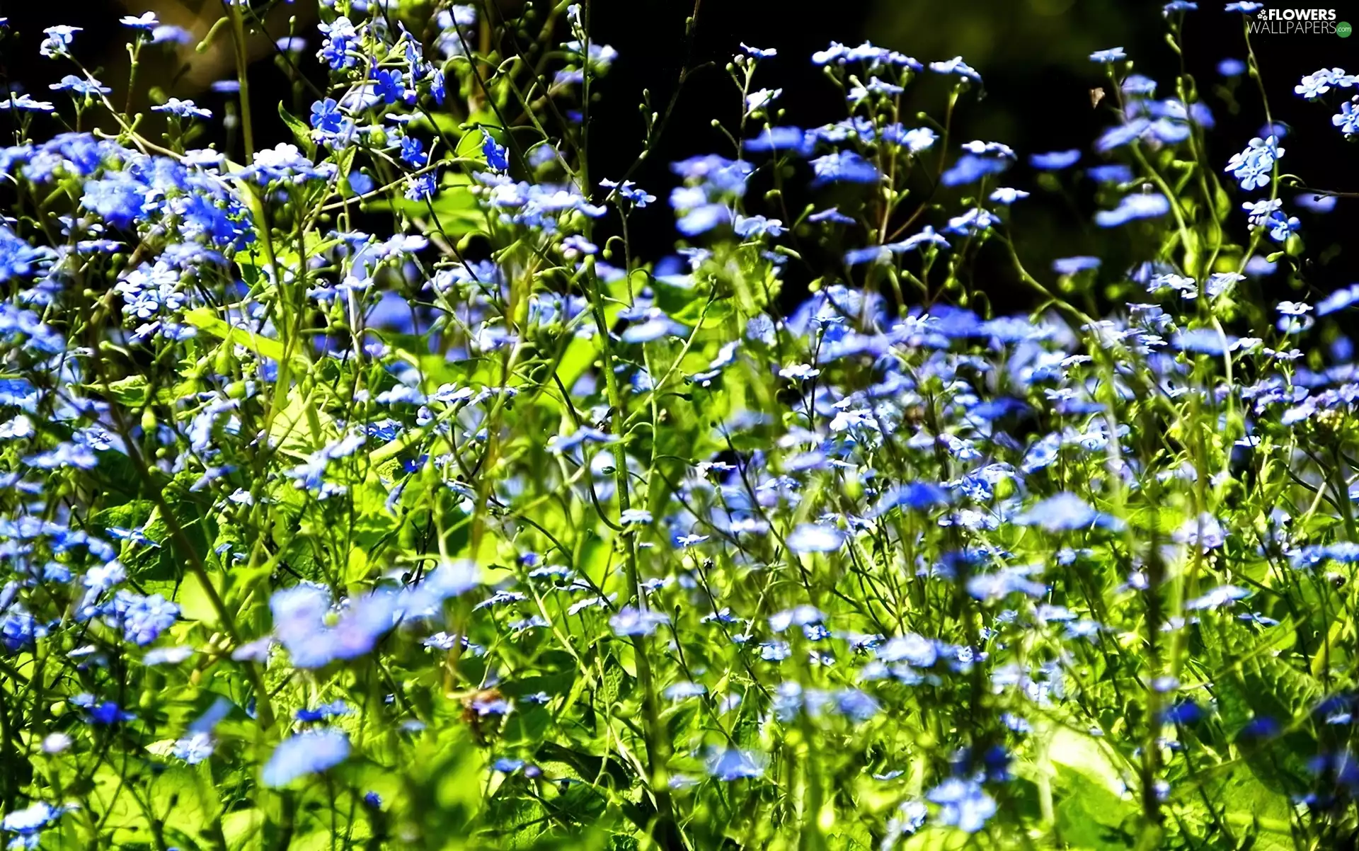 Meadow, tracts, forget-me-not