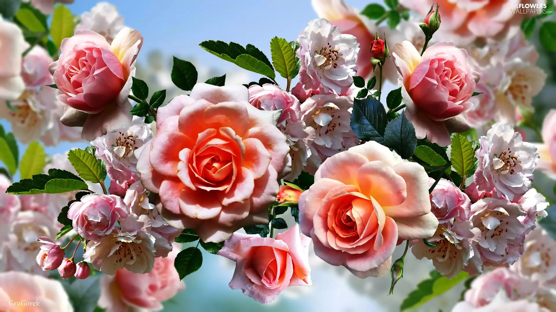 roses, graphics, Fruit Tree, Flowers, twig