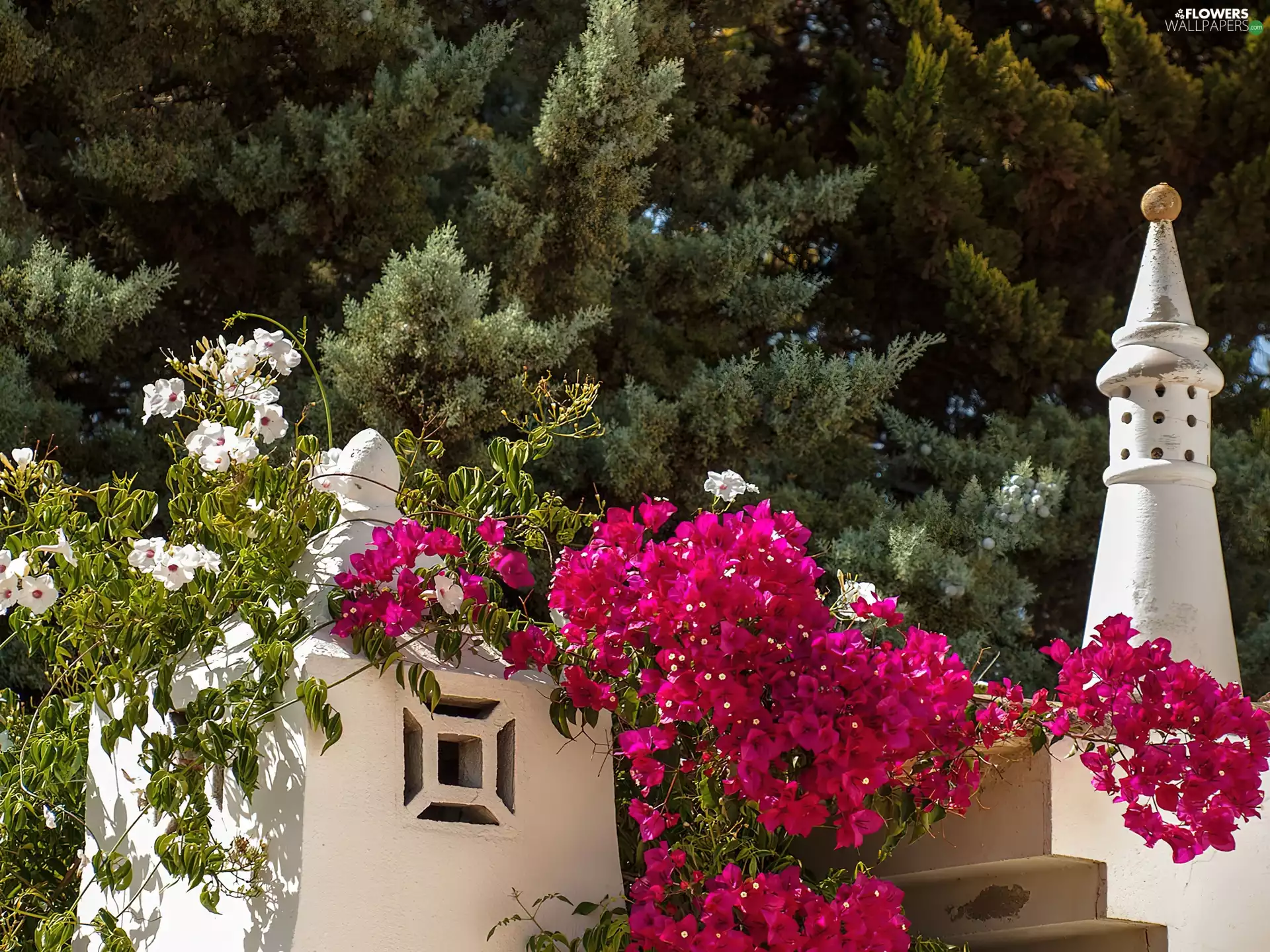 Bougainvillea, viewes, Portugal, trees