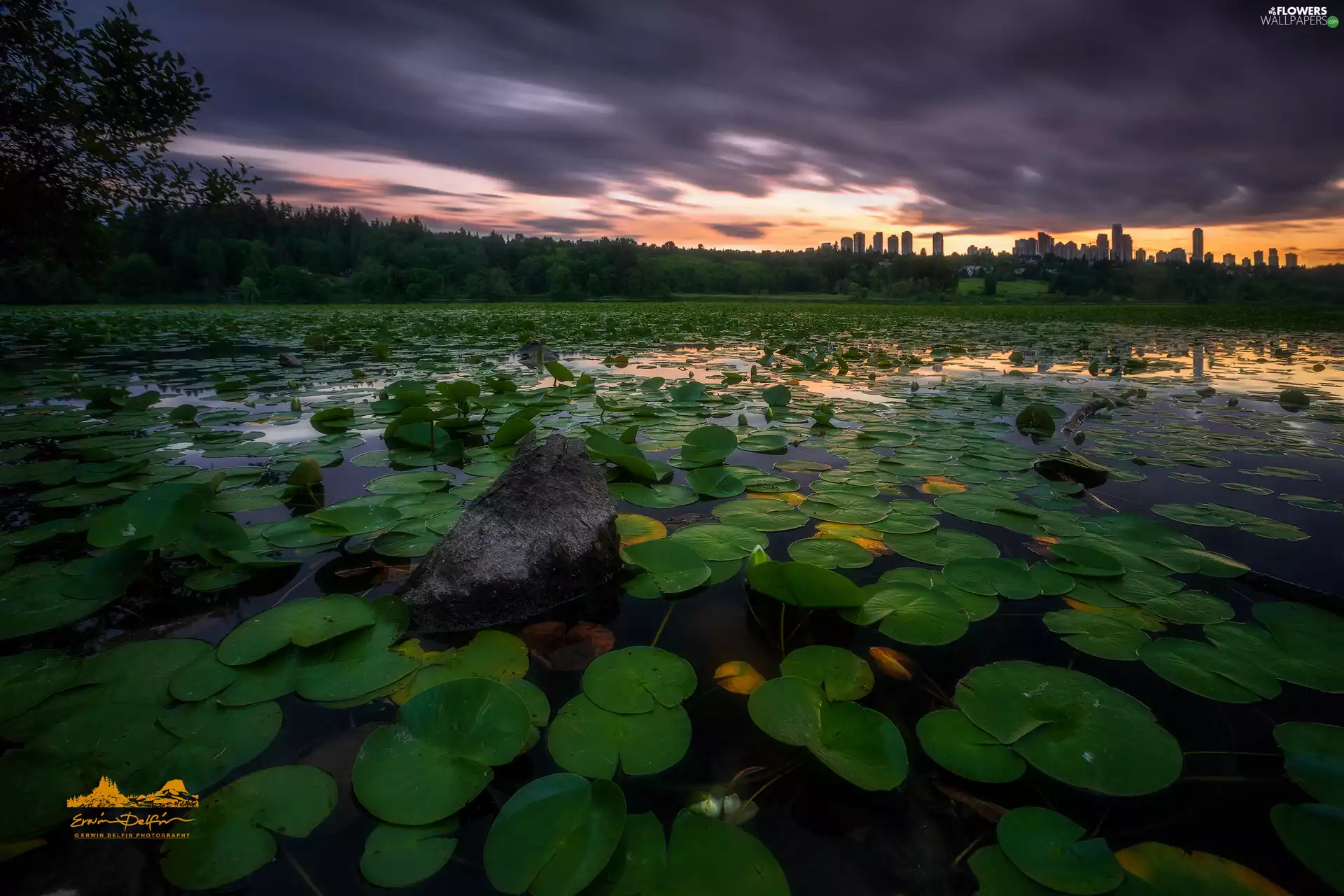 viewes, Pond - car, Leaf, clouds, Water lilies, trees