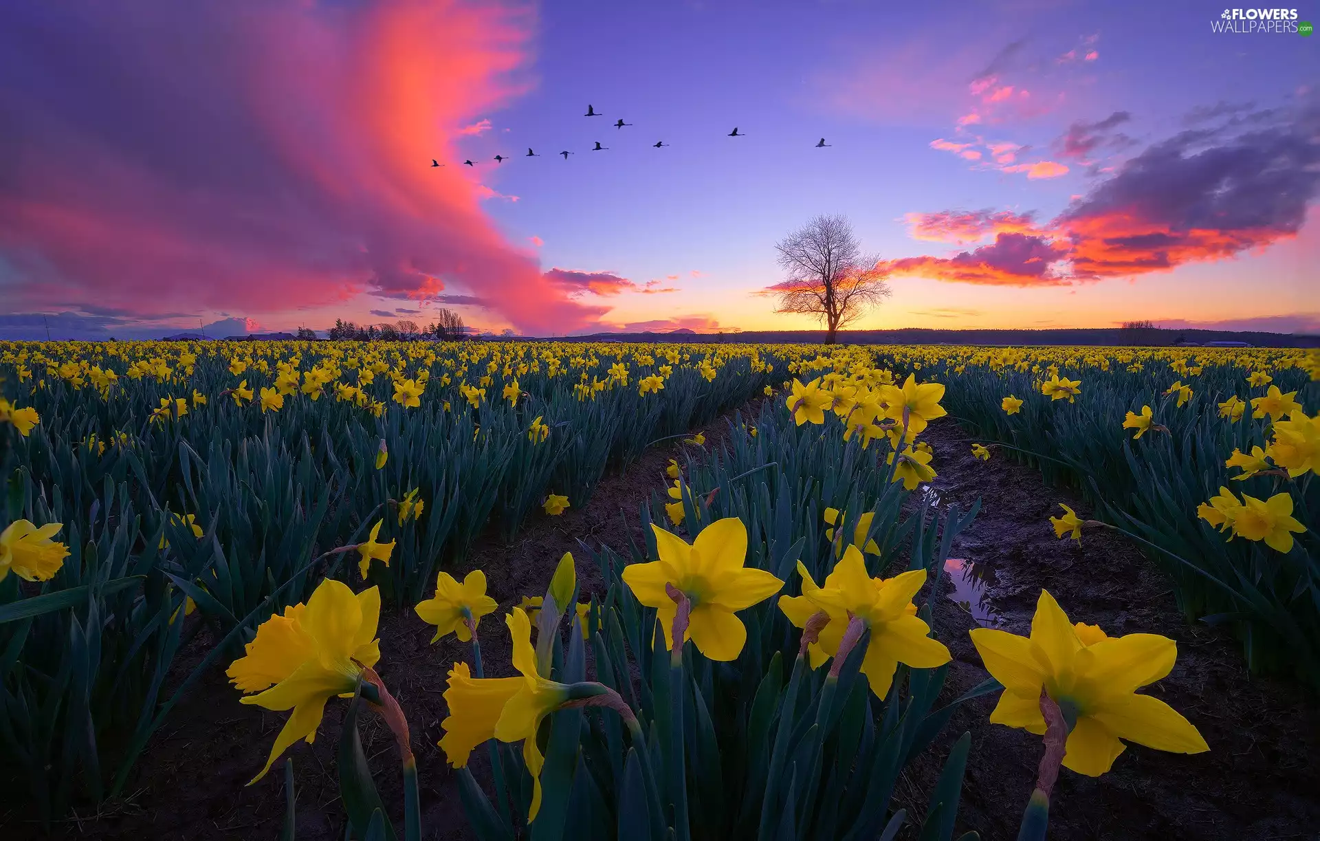 birds, Field, clouds, Key, Jonquil, Great Sunsets, trees