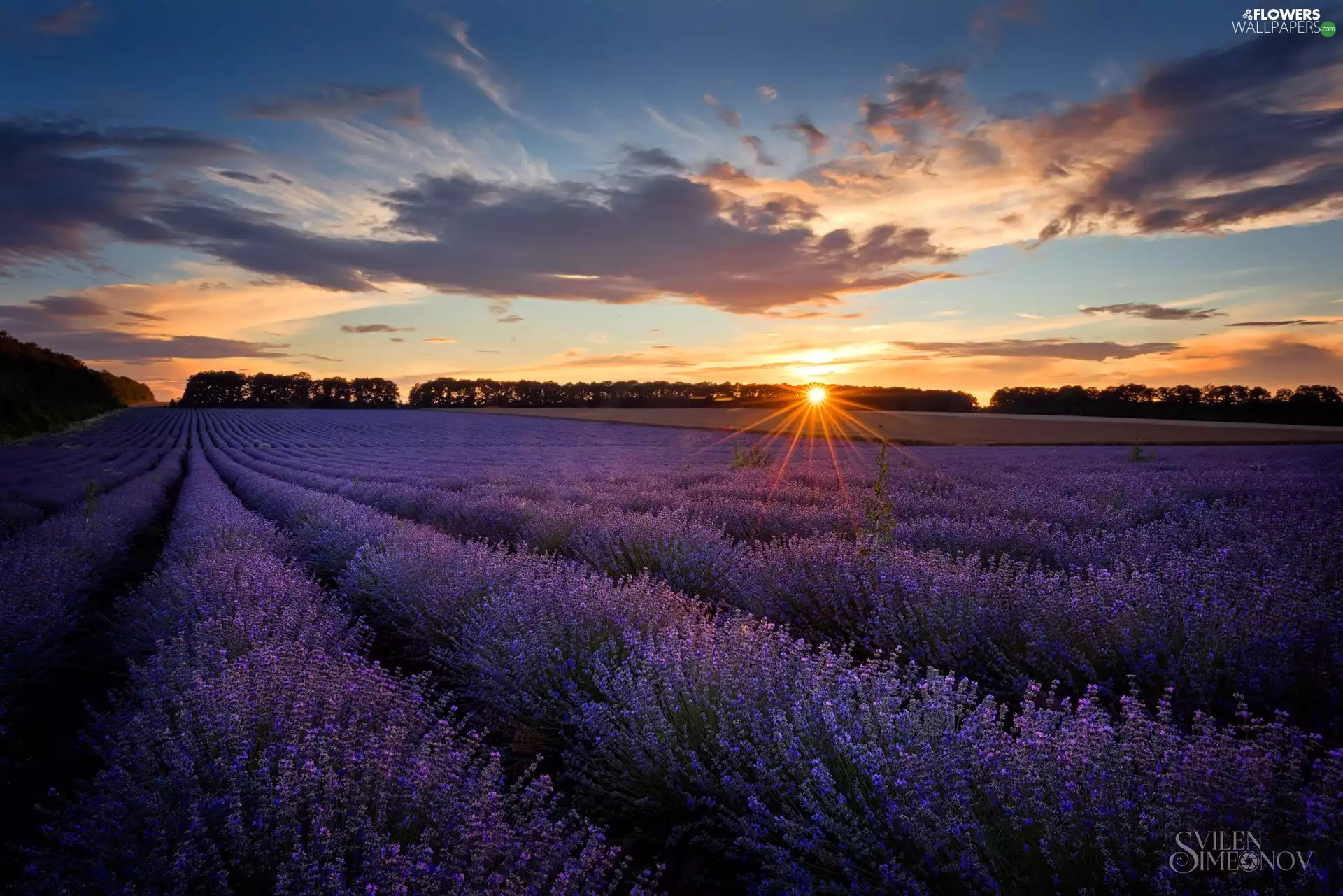 trees, Field, rays of the Sun, clouds, viewes, lavender