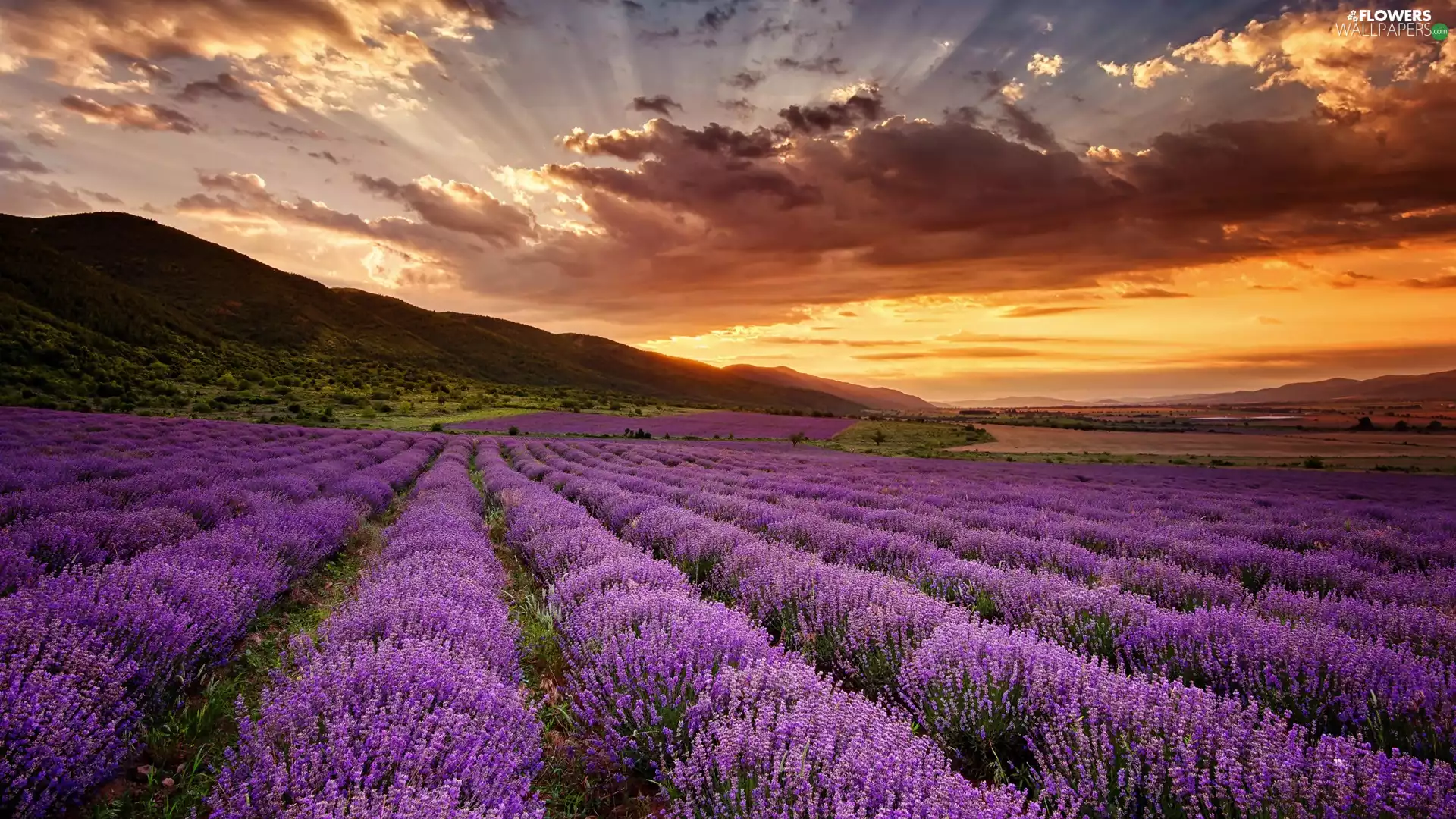 trees, lavender, Great Sunsets, The Hills, Field, viewes, clouds