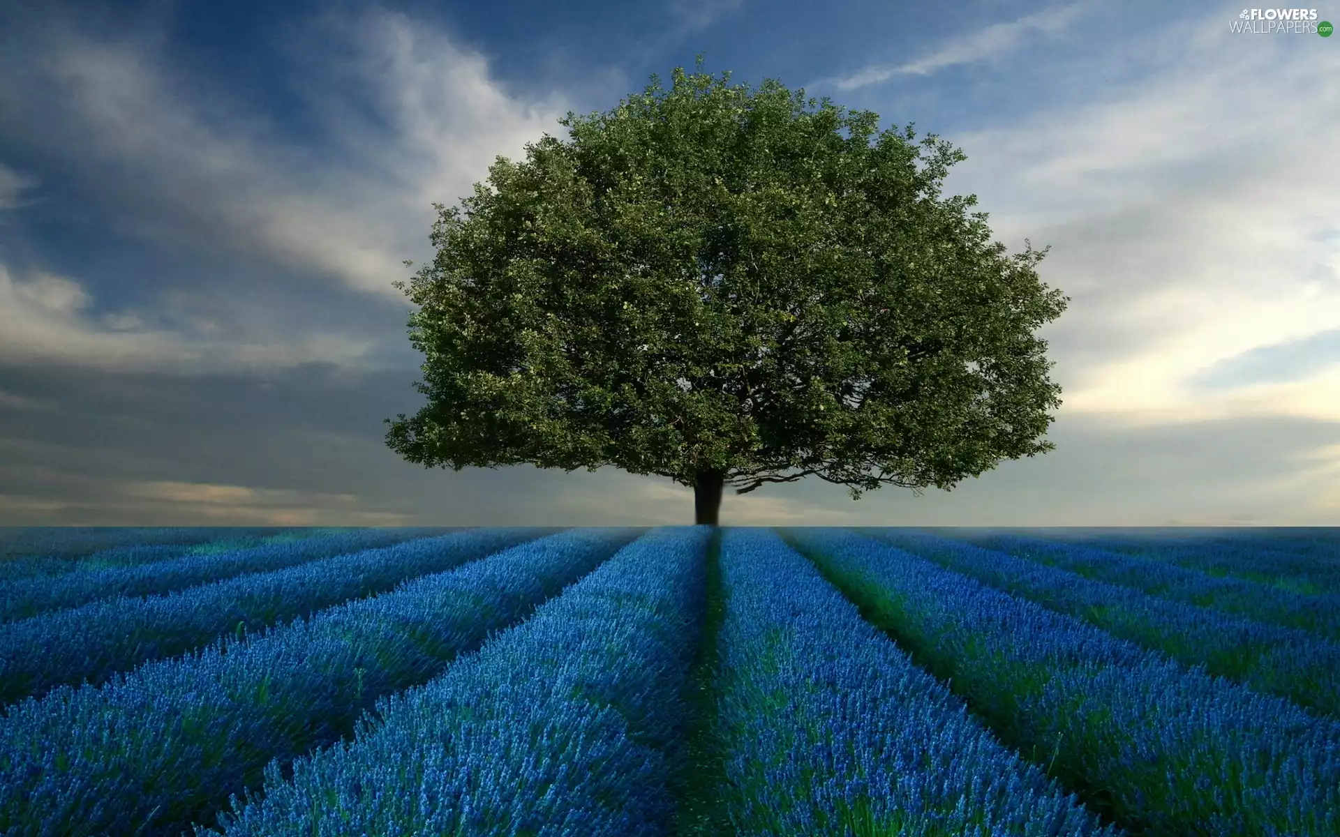 trees, lavender, Field