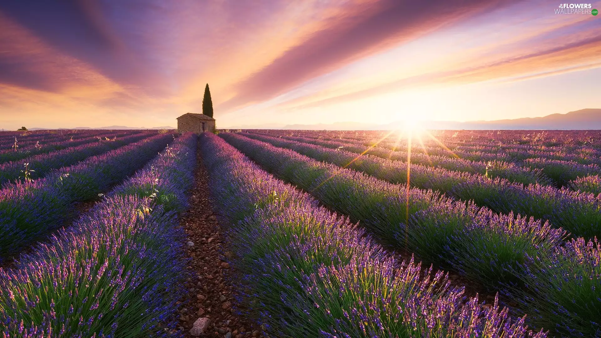 house, trees, Field, Sunrise, lavender