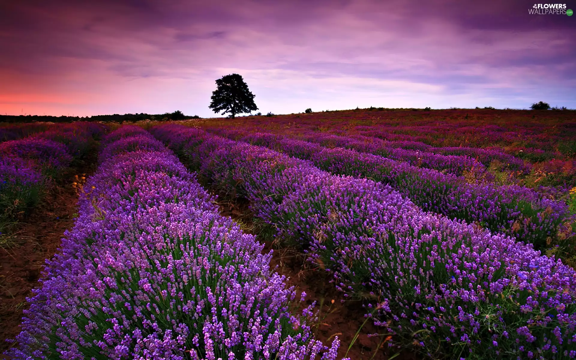 trees, lavender, Field