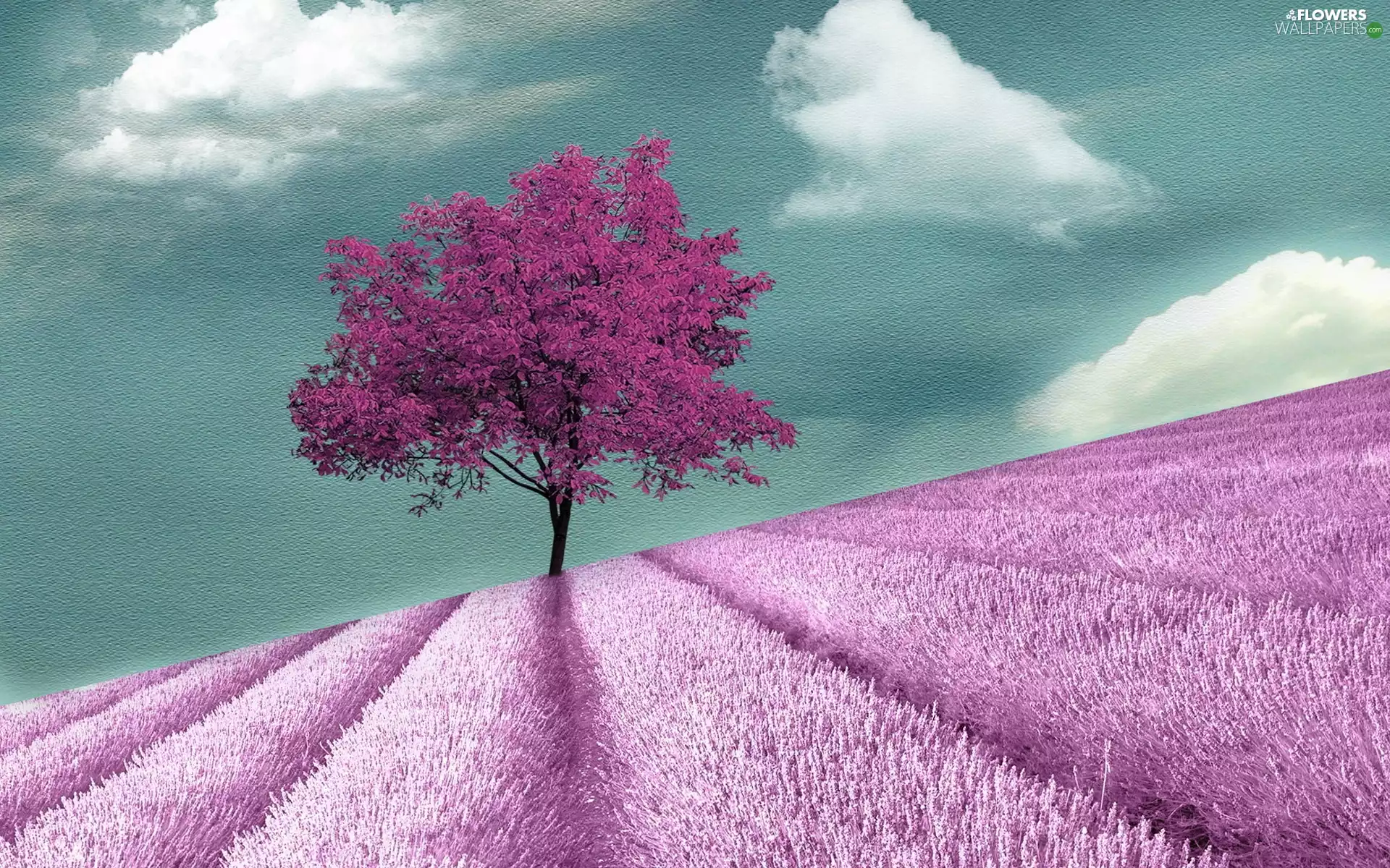 Field, Narrow-Leaf Lavender, Pink, trees, clouds
