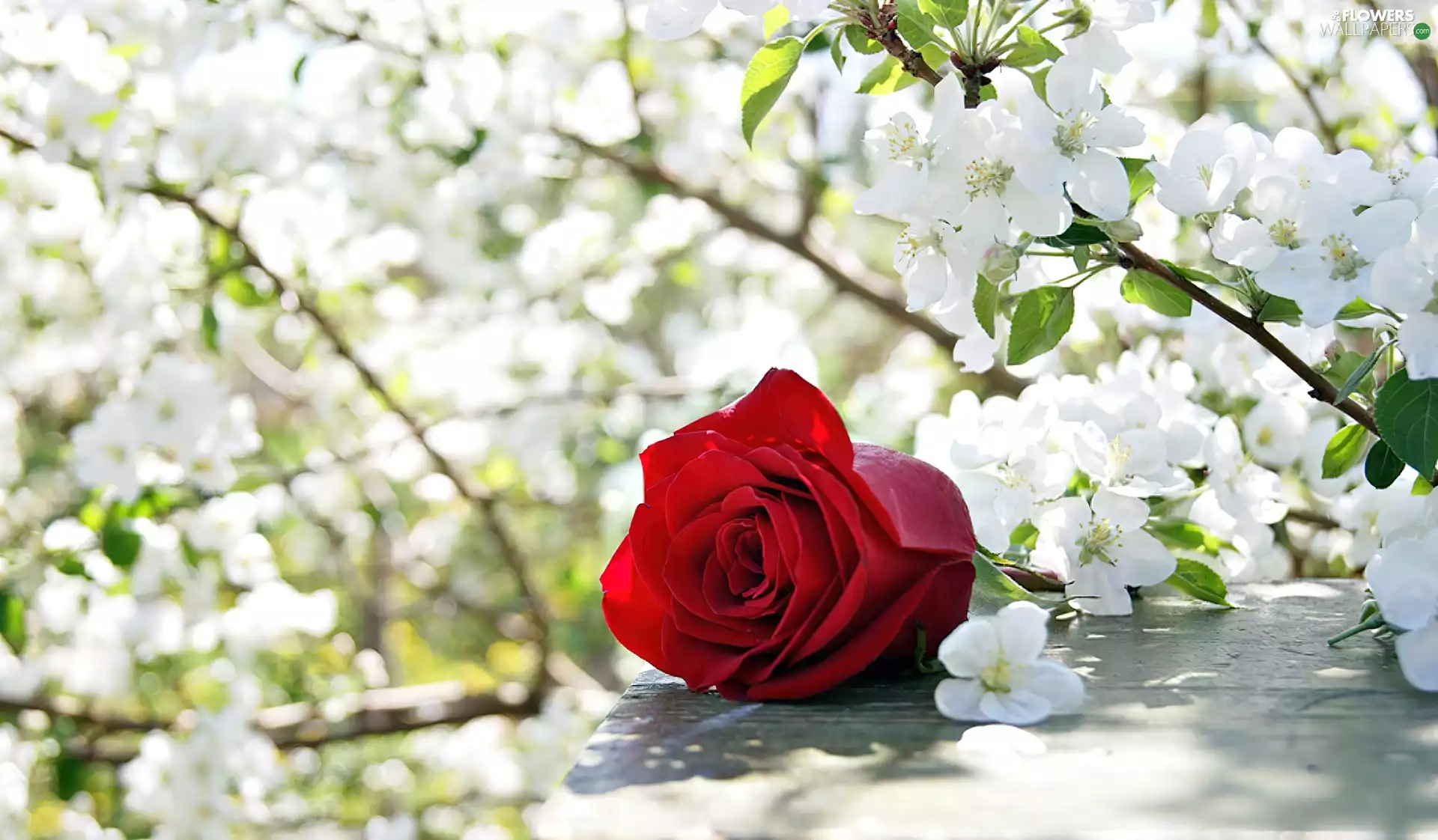 trees, rose, flourishing