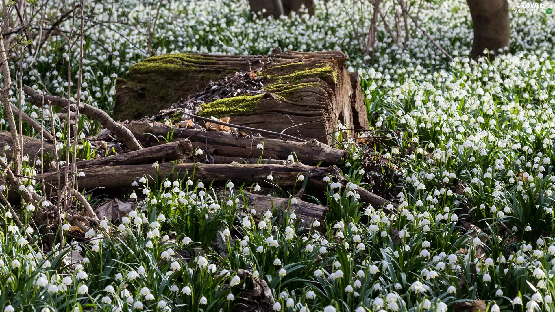 log, trees, Flowers, Leucojum, forest
