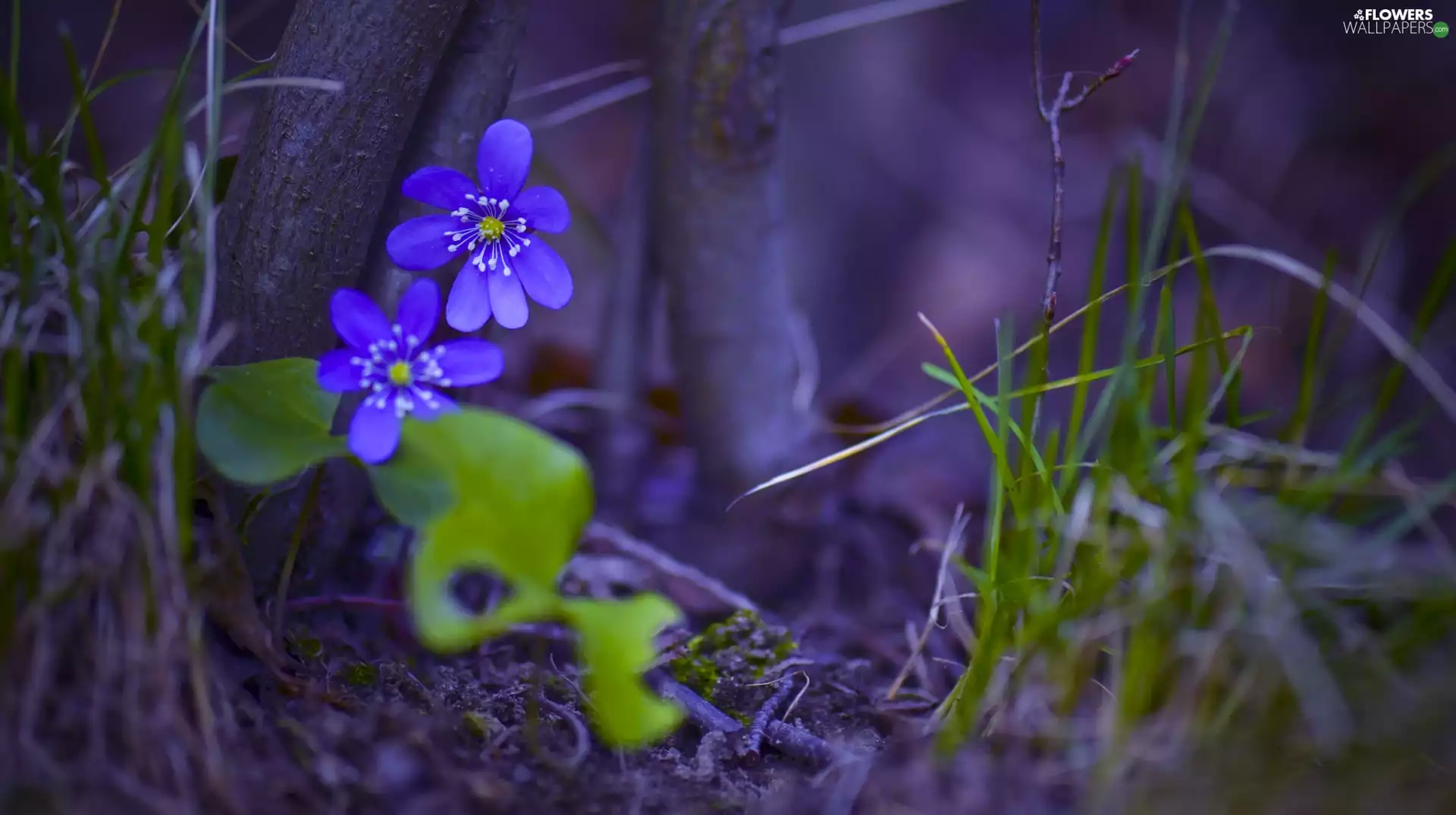 forest, trees, Flowers, litter, Hepatica