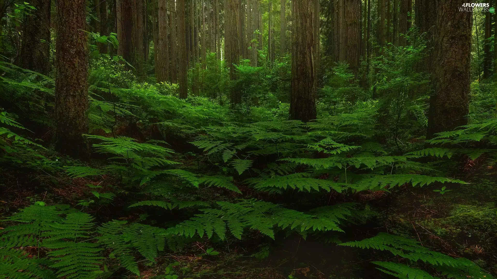 green ones, fern, trees, viewes, forest